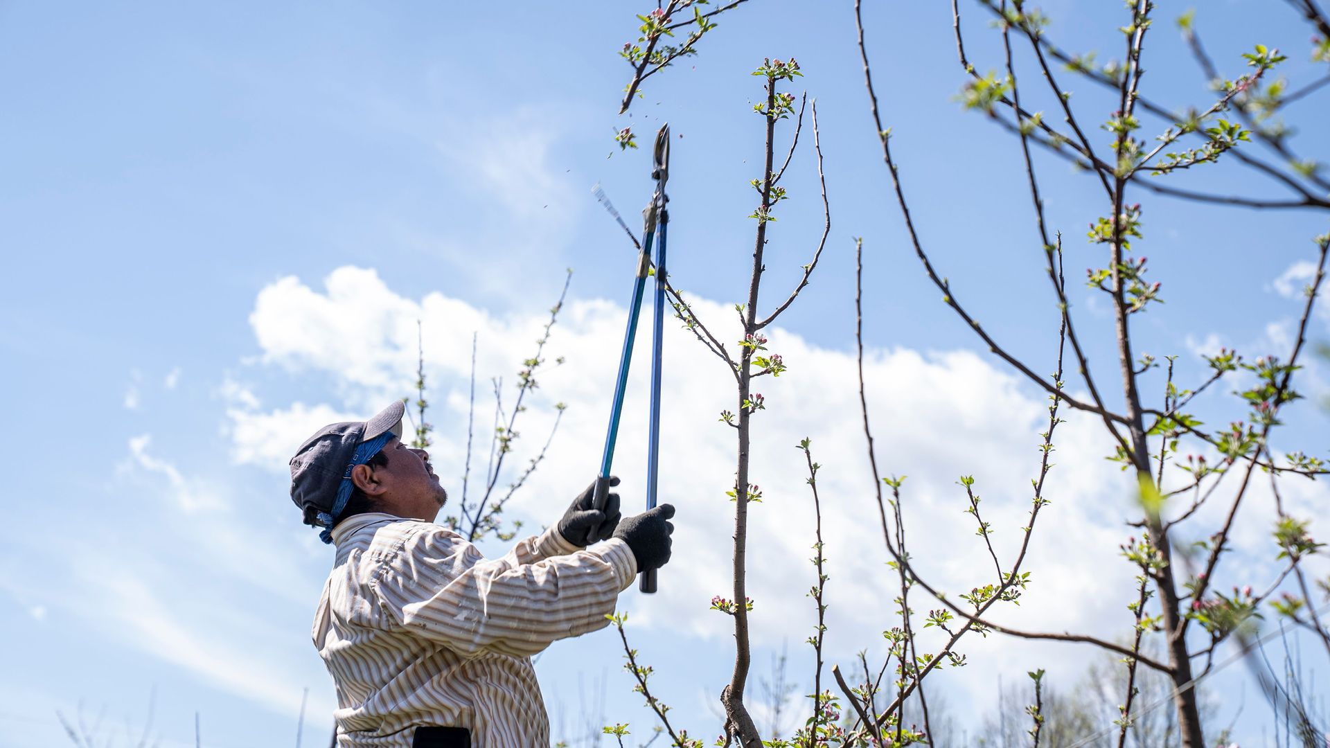 Person pruning tall tree branches outdoors under a blue sky