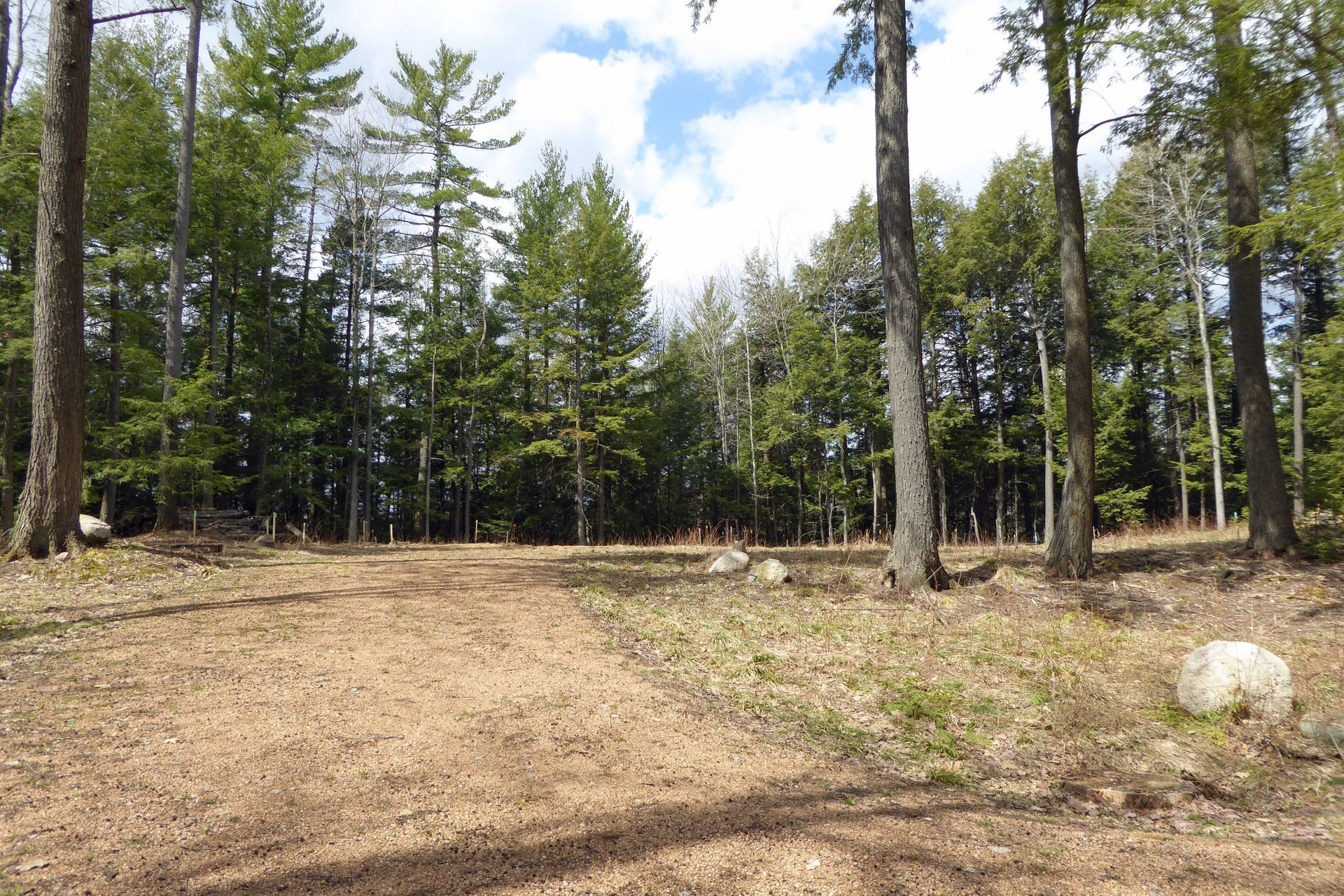 Cleared forest path with tall pine trees and dry ground under a bright sky