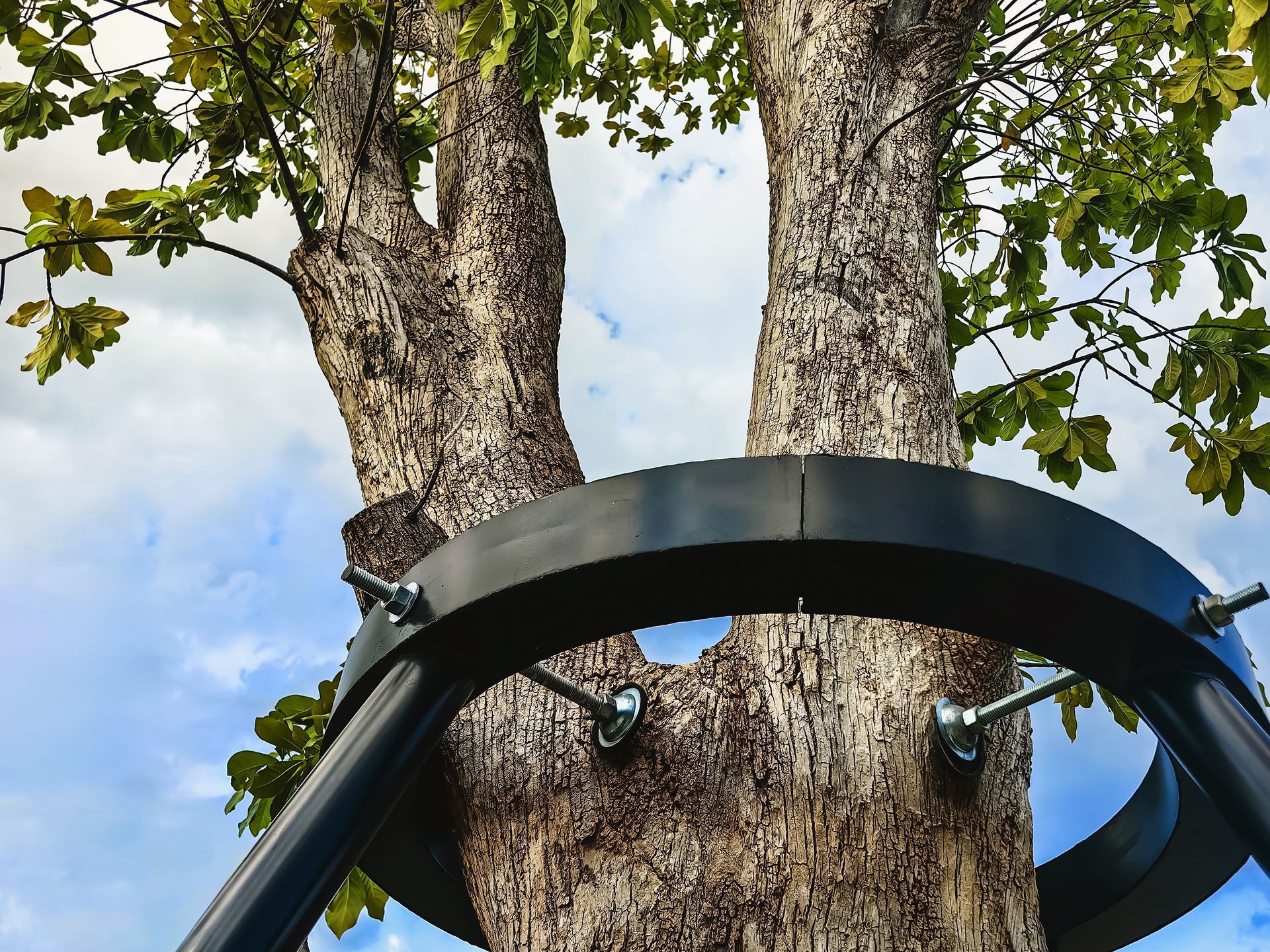 Black metal hoop mounted around a tree trunk with leaves and sky above