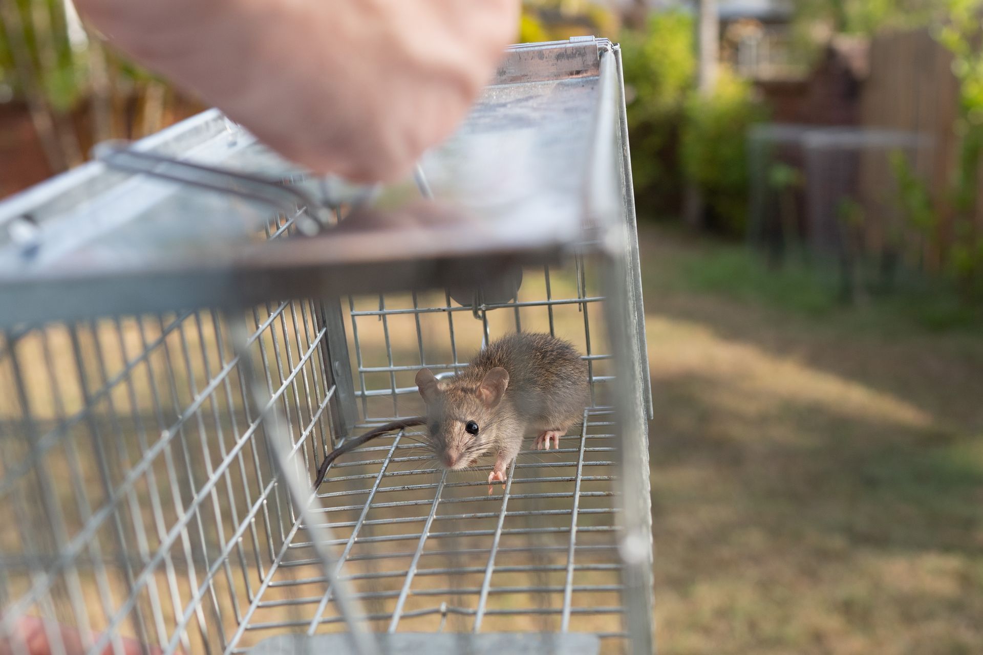 A small mouse with a long tail caught in a metal cage trap being carried by an exterminator.