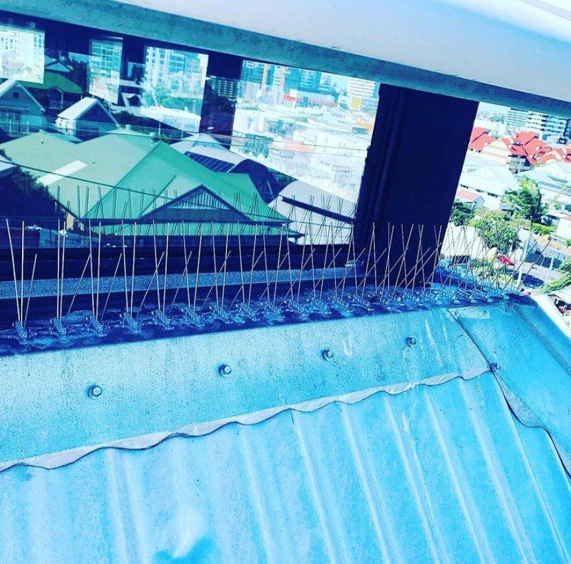 Bird spikes installed on a building's ledge, protecting the roof from nesting. Urban setting.