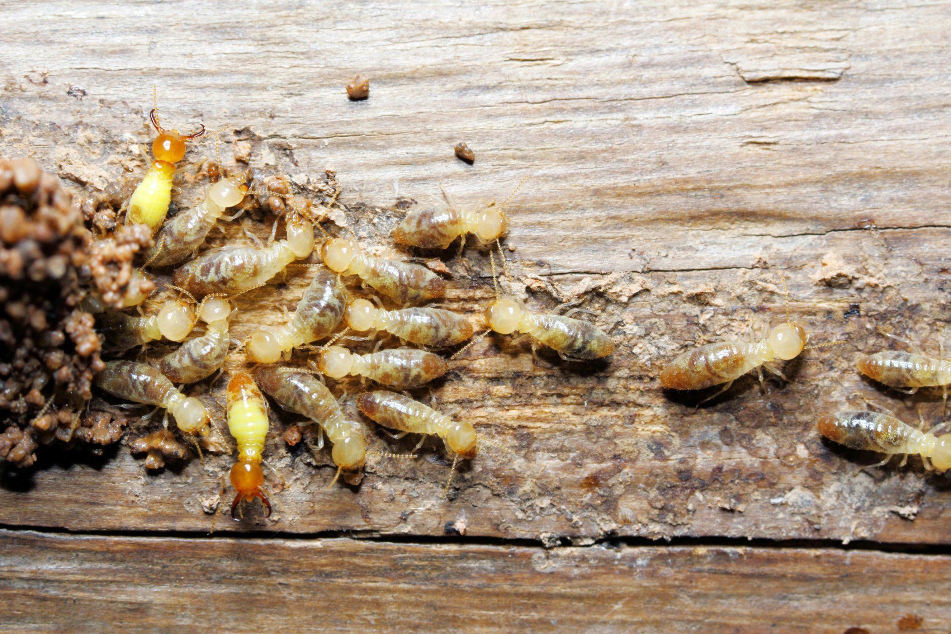 Termites on Wood — Brisbane, QLD — All Pest Solutions