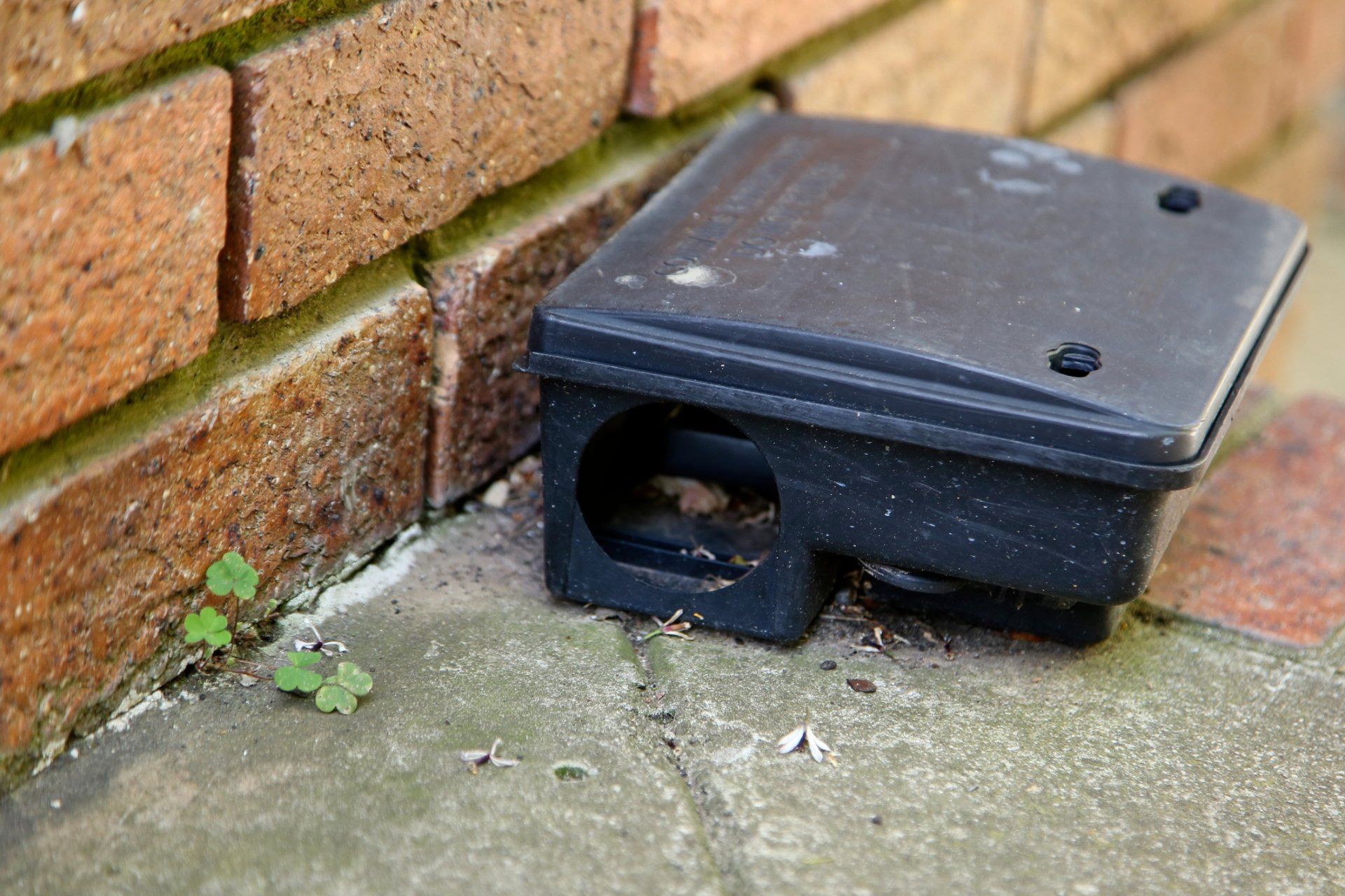 Rodent Inside the Trap — Brisbane, QLD — All Pest Solutions