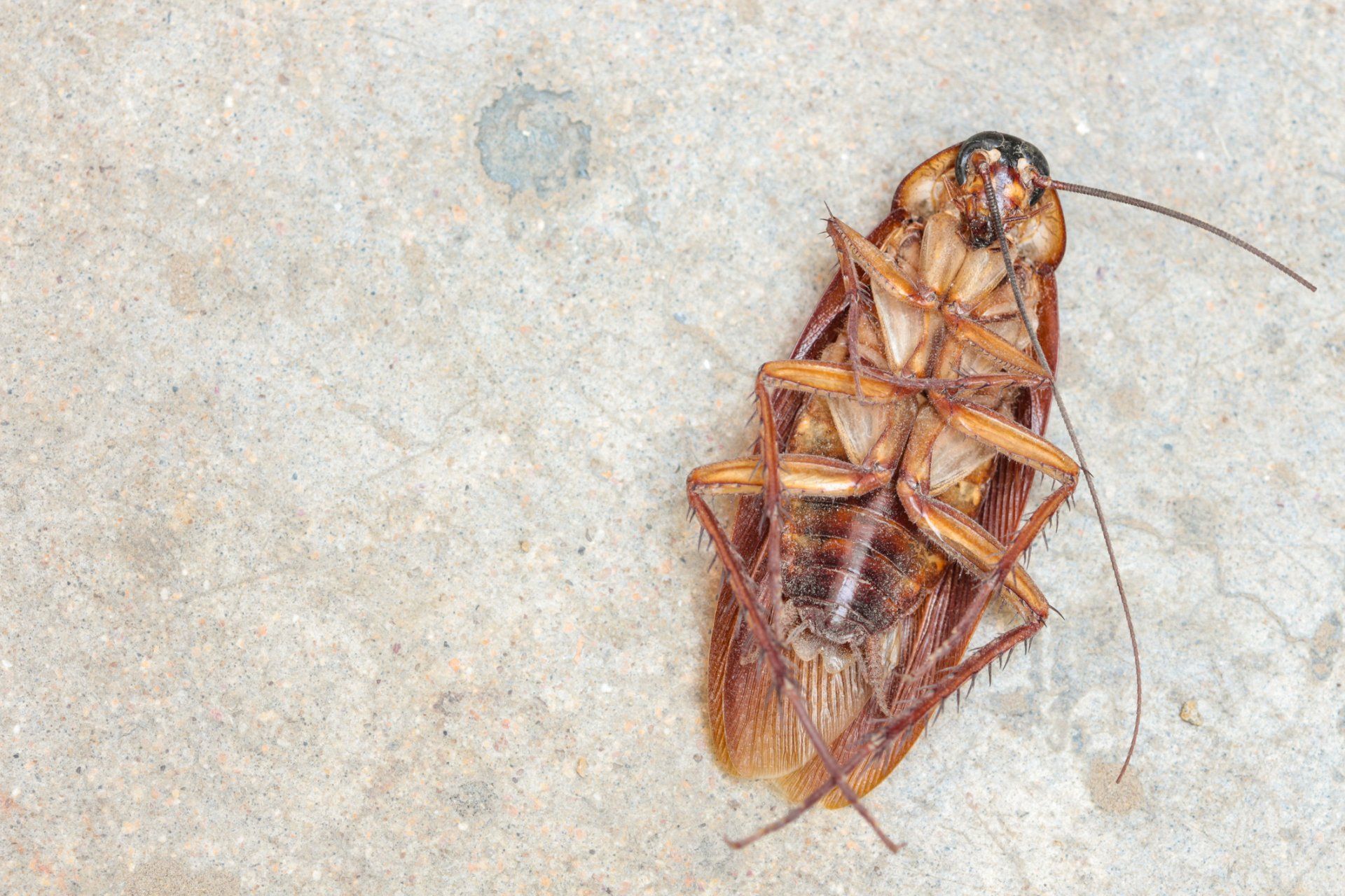 Mosquito on Skin — Brisbane, QLD — All Pest Solutions