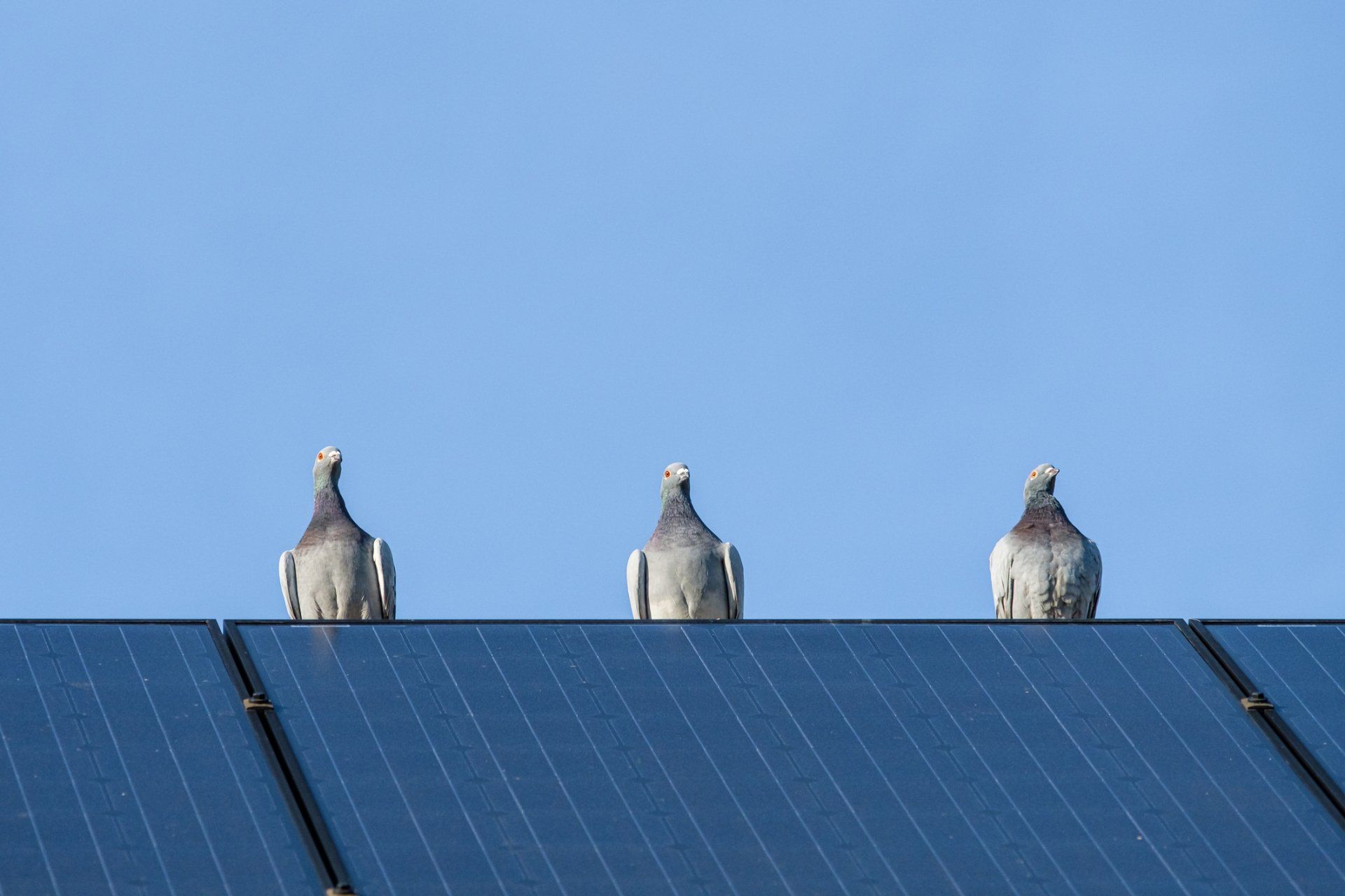 Bird on Solar Panels — Brisbane, QLD — All Pest Solutions