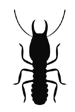 Silhouette of a termite with a large head, antennae, six legs, and a segmented body.