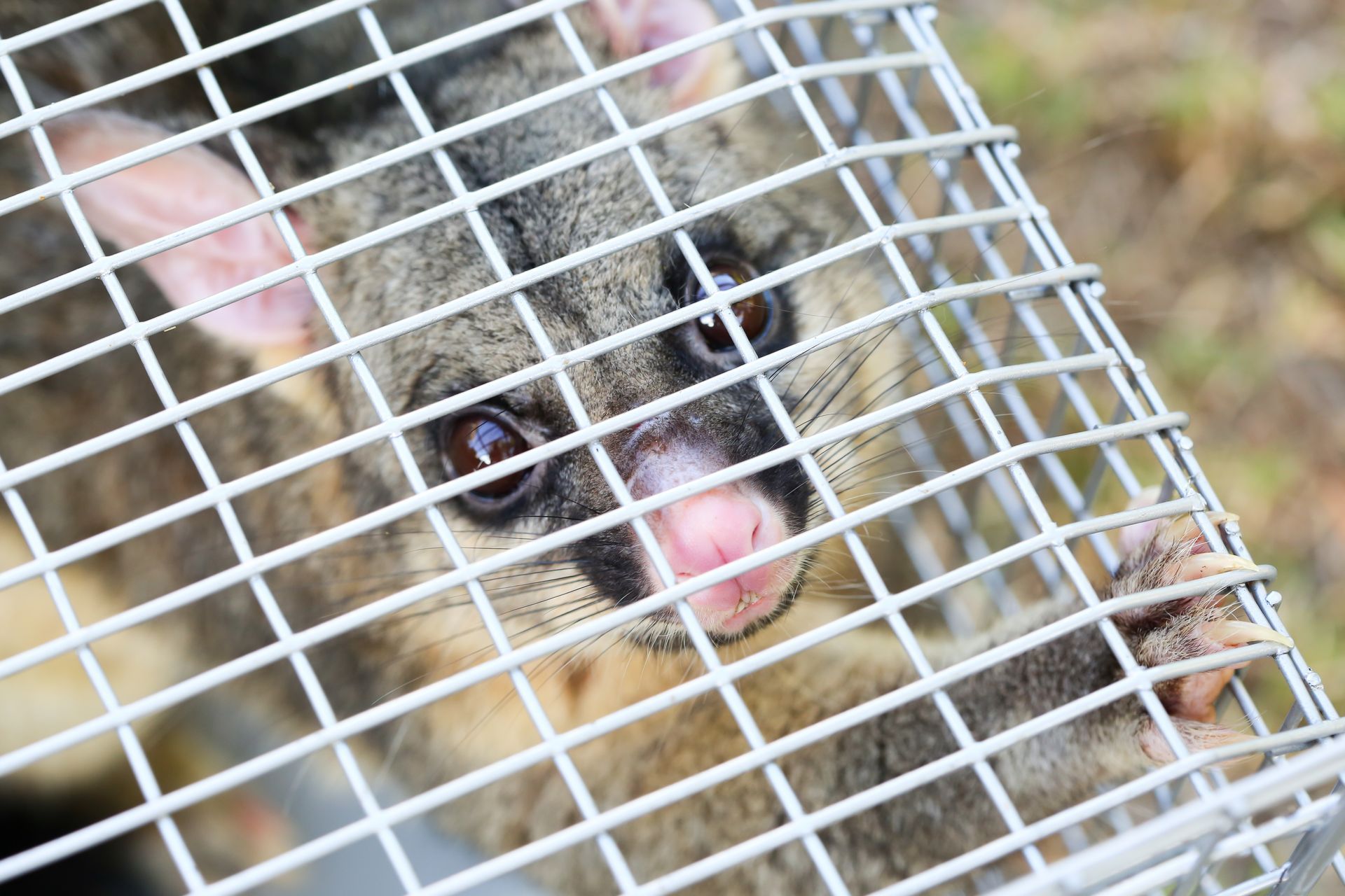 A brushtail possum is caught in a cage as a trap. A brushtail possum is caught in a cage as a trap.
