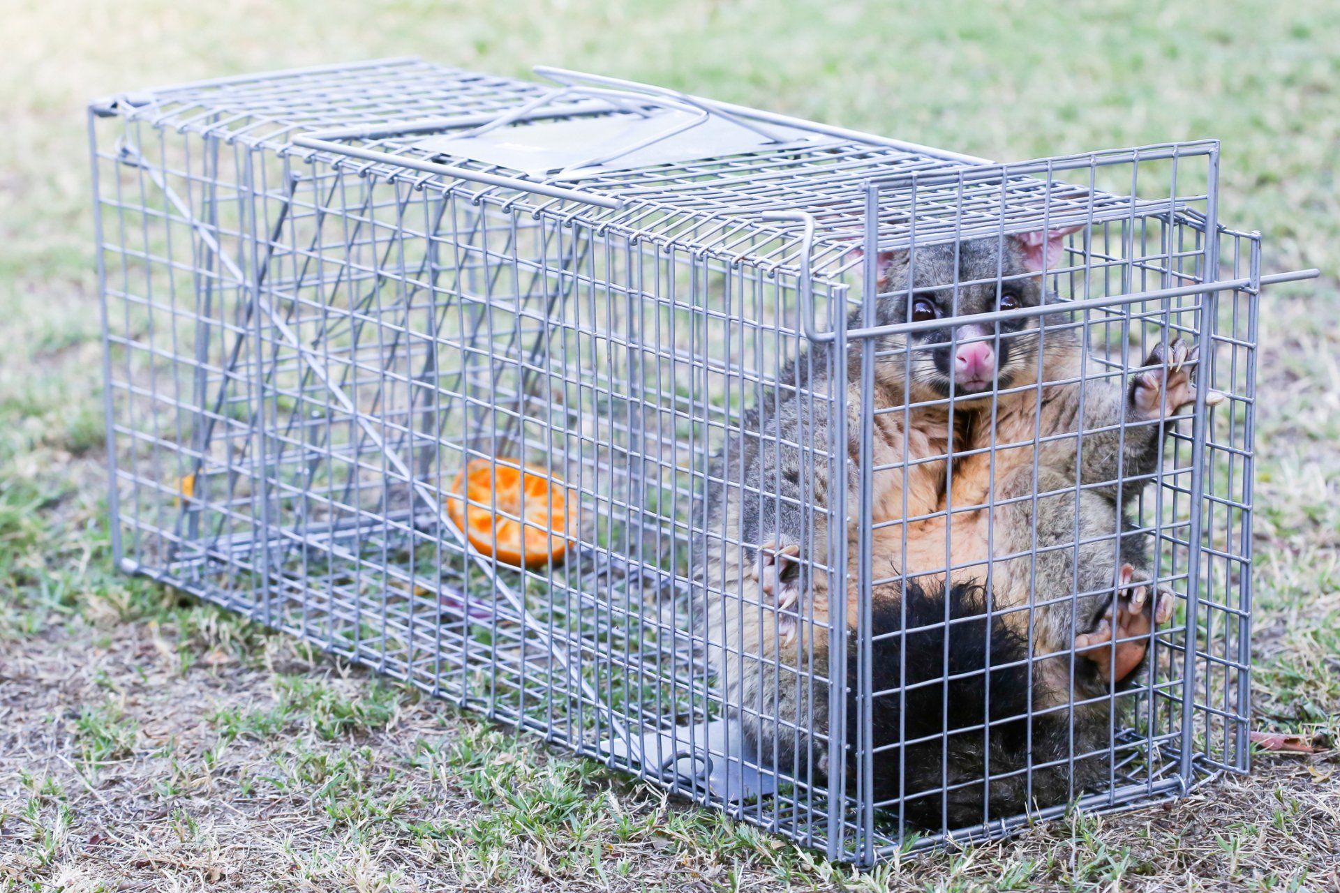 Metal Cage Trap — Brisbane, QLD — All Pest Solutions