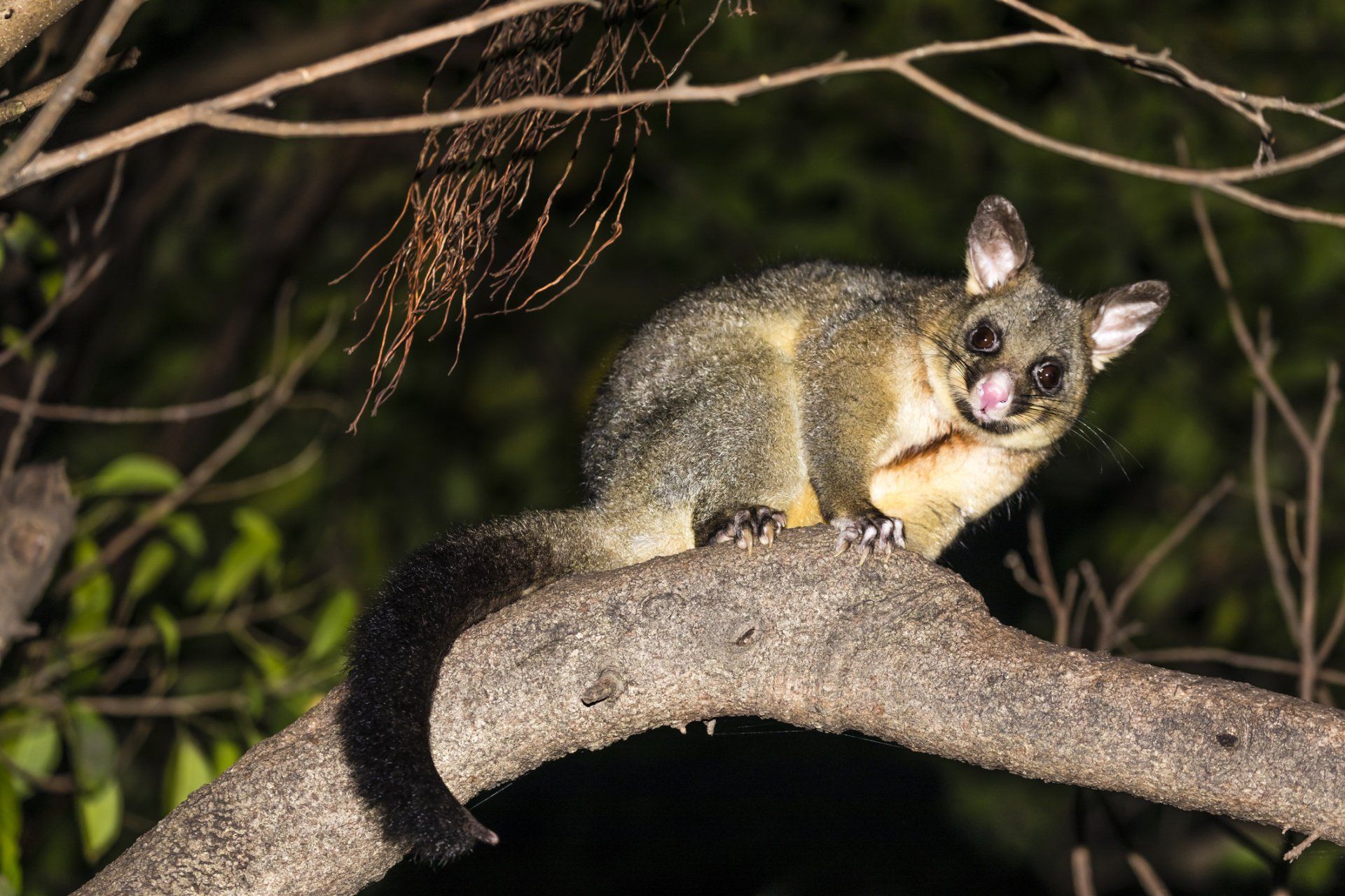 Opossum on Fence — Brisbane, QLD — All Pest Solutions