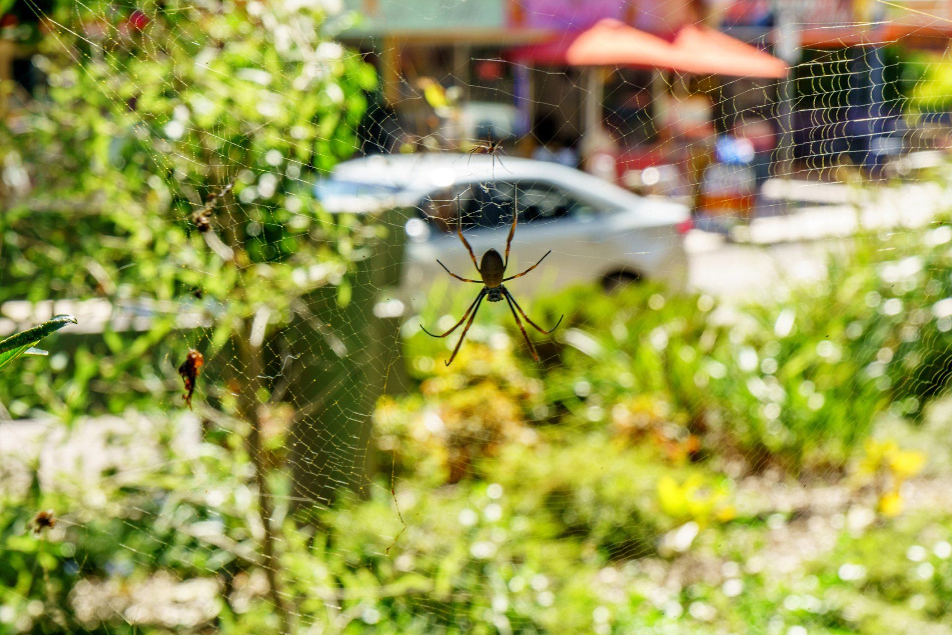 Spider on Web — Brisbane, QLD — All Pest Solutions