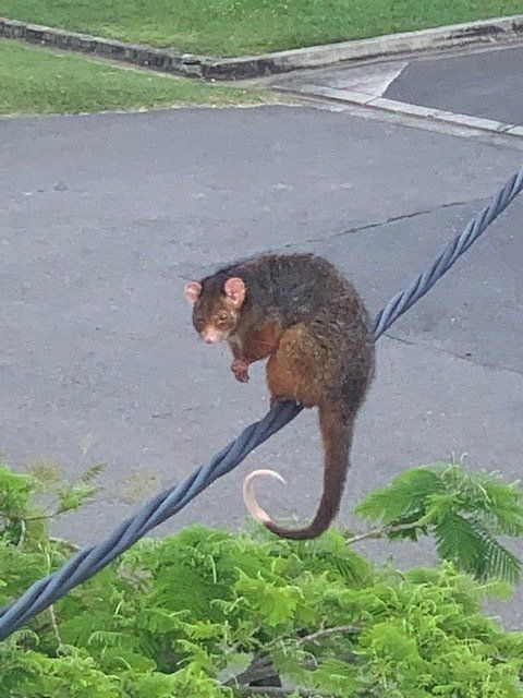 Opossum perched on a power line, tail curled, looking down at greenery below.