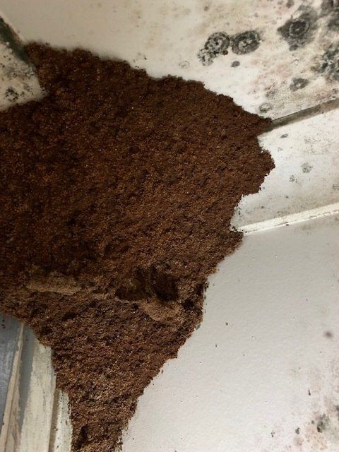 Brown, crumbly substance massed in a corner, possibly termite damage; surrounding area appears moldy.