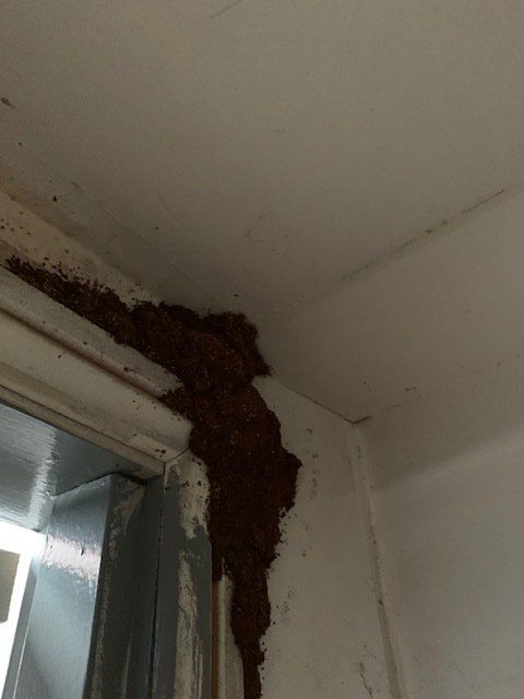 Brown termite mud tubes on a white door frame and wall.