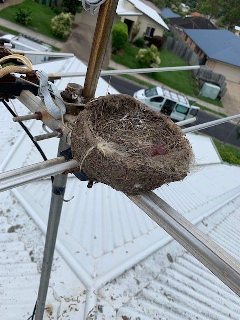 Bird's nest built on a metal antenna attached to a roof, with blurred suburban background.