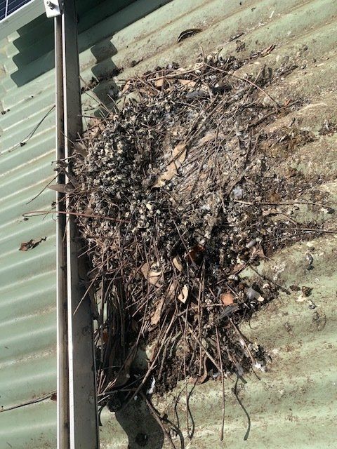 Bird nest debris on a green corrugated metal roof near a gutter.