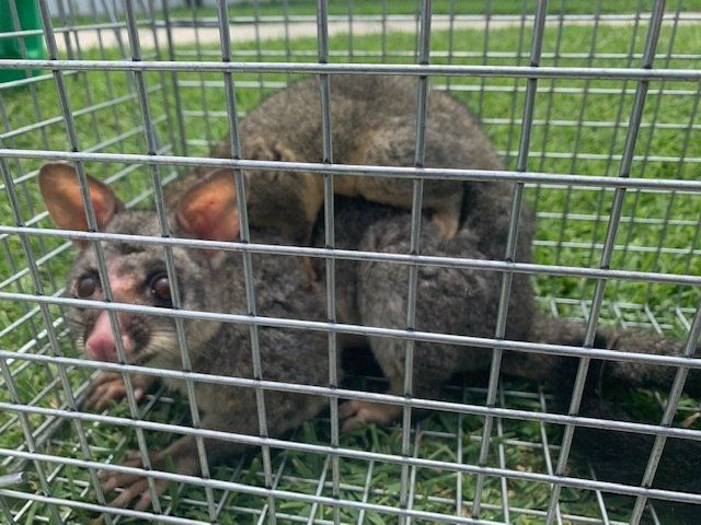 Two possums inside a wire cage on grass. One is on top of the other.