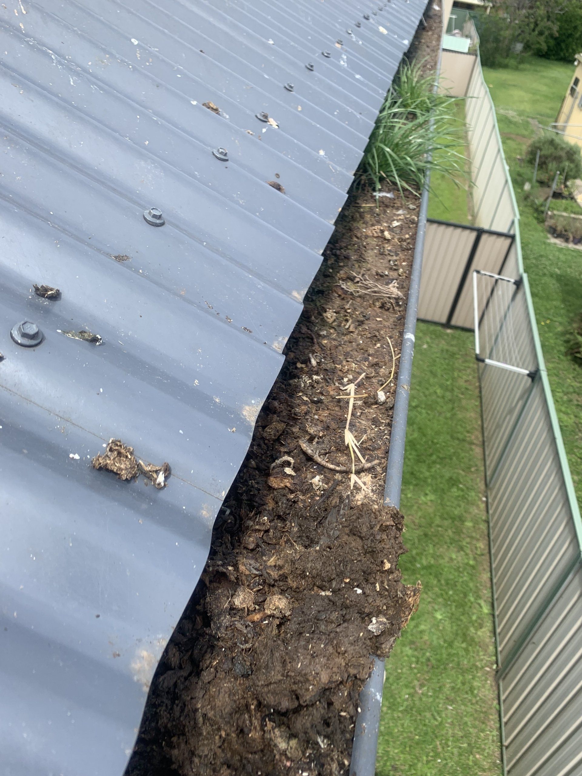 Dirty rain gutter on a grey metal roof, filled with dirt, debris, and some grass.