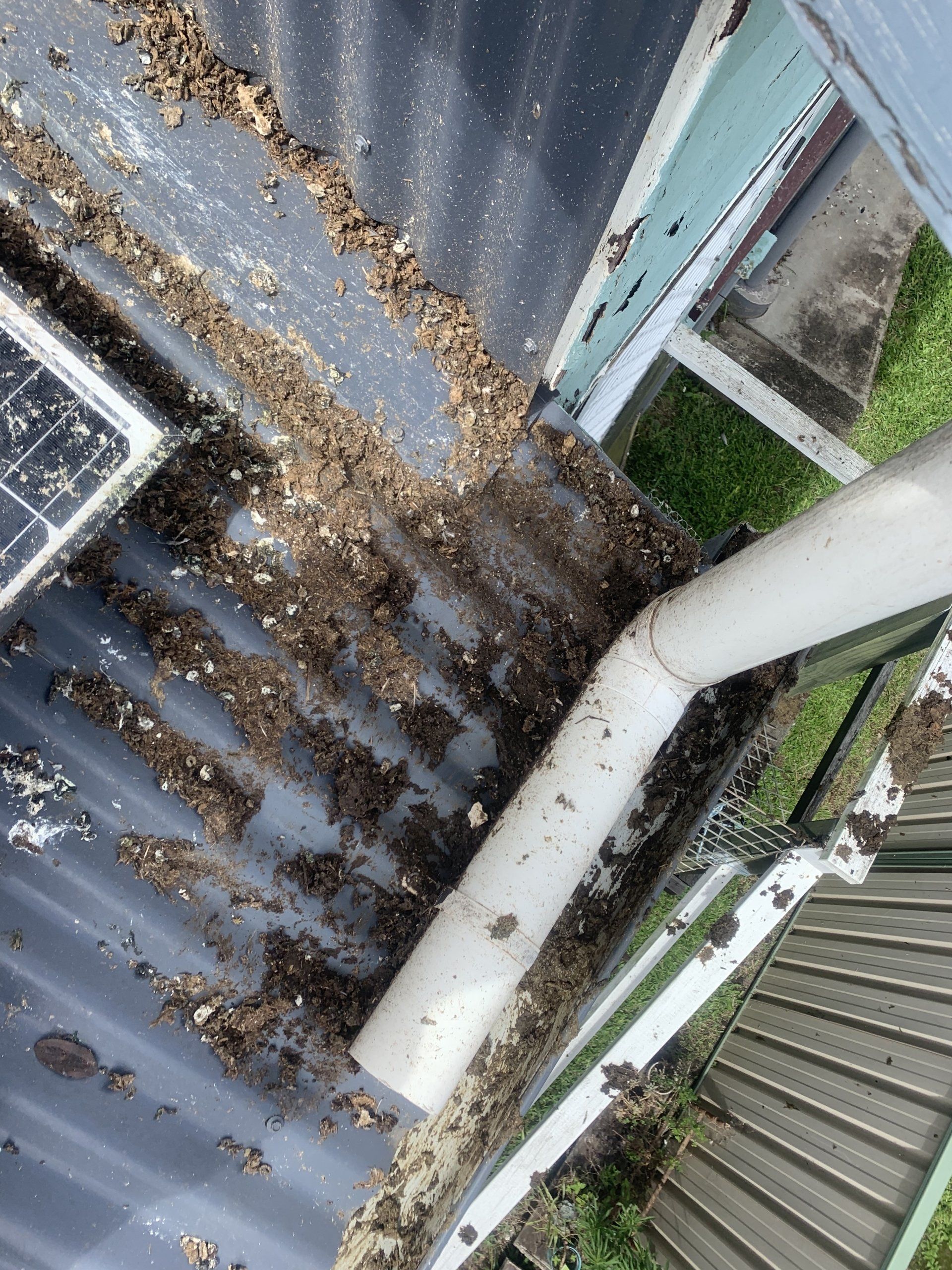 Dirt and debris in a gutter with a downspout, on a corrugated metal roof.