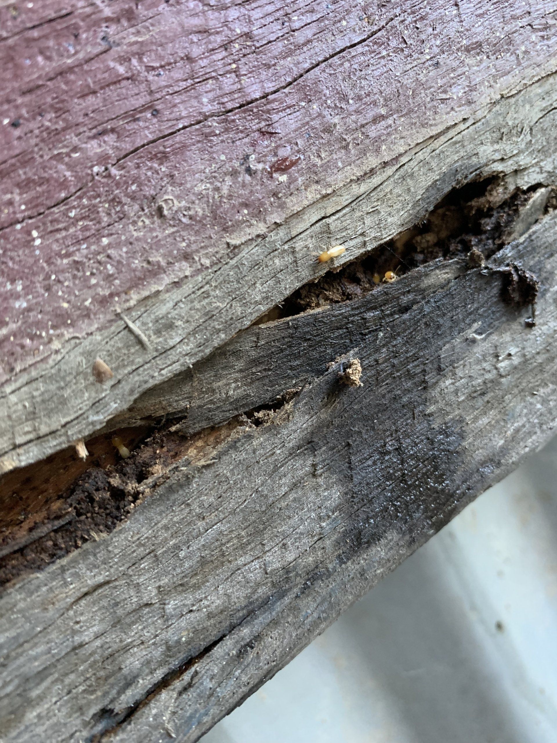 Damaged, weathered wood with visible termite activity; brown and tan insects within the wood.
