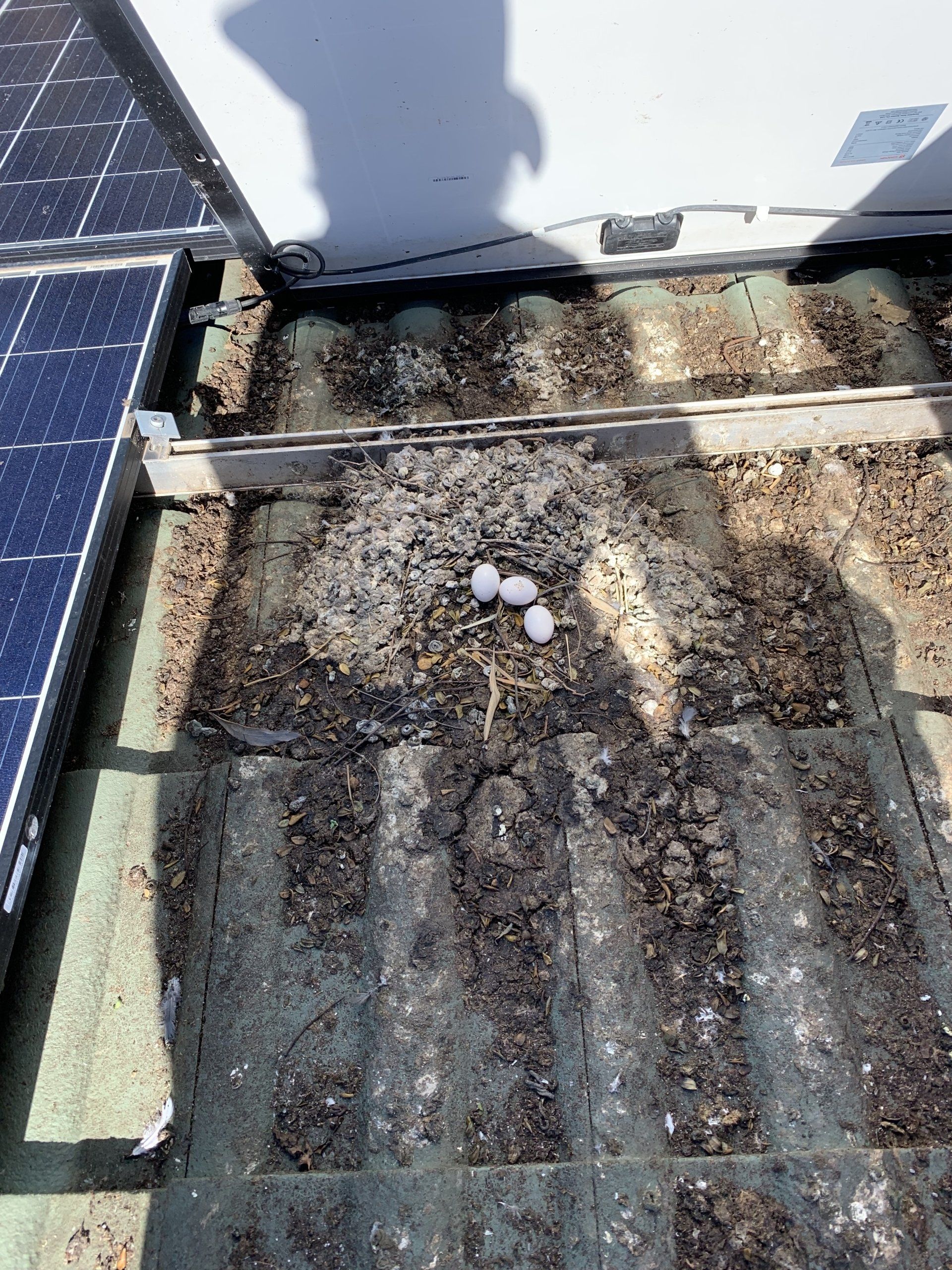 Three white eggs in a bird's nest on a dirty rooftop, next to solar panels and a white structure.