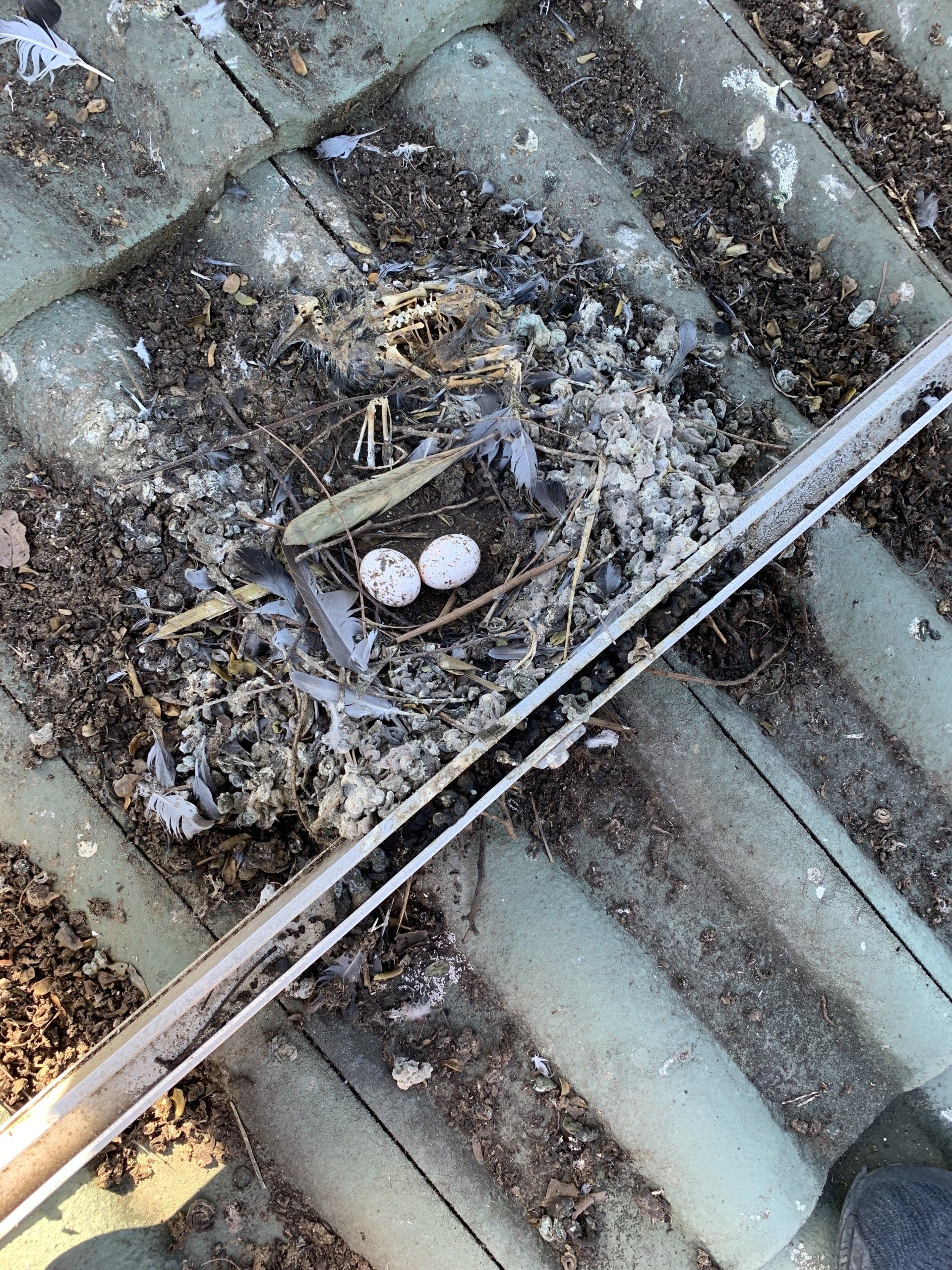 Two speckled eggs in a bird nest on a green rooftop, with debris and a metal pipe visible.