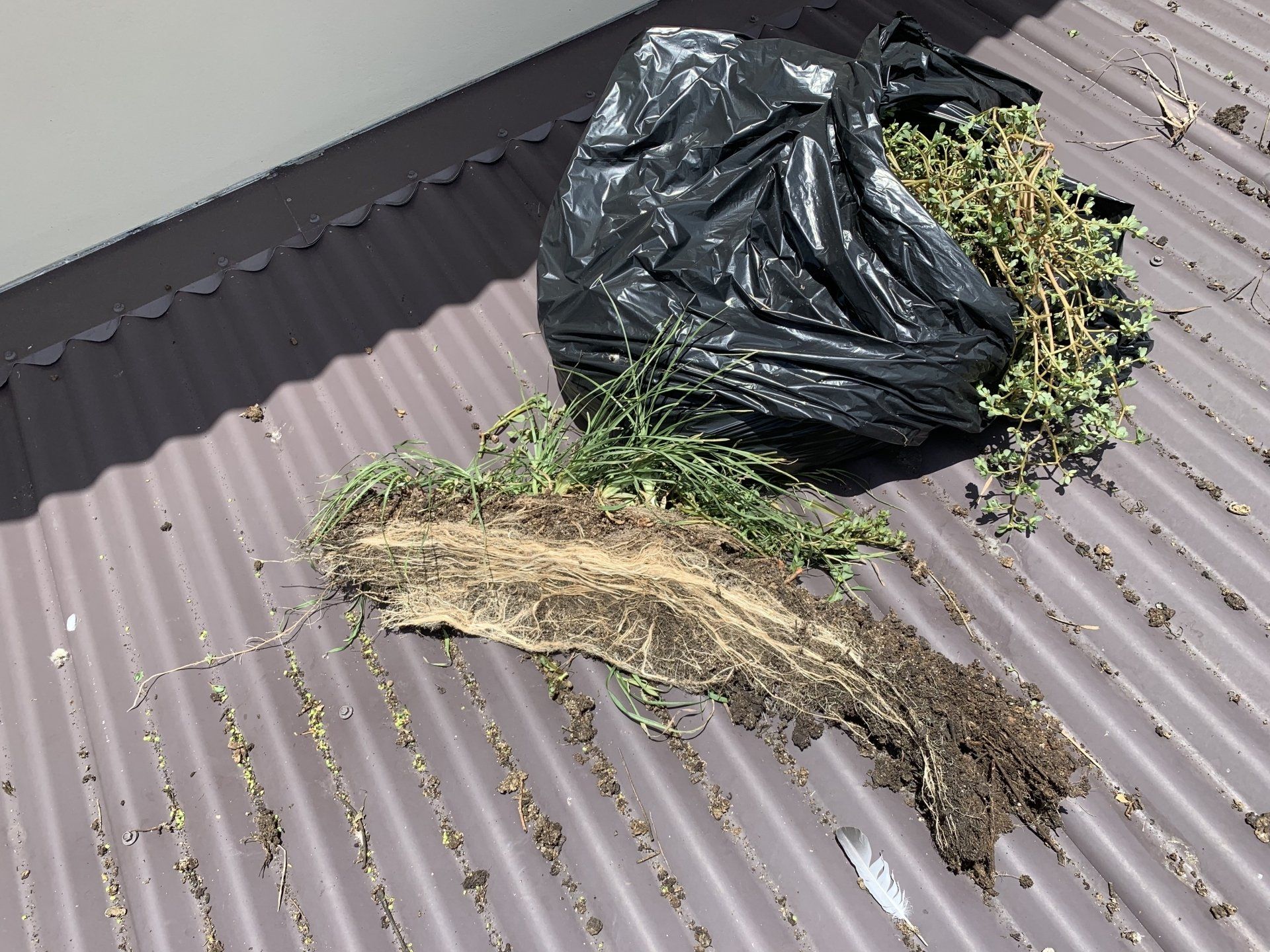 A black trash bag and a plant with exposed roots rest on a corrugated metal roof.