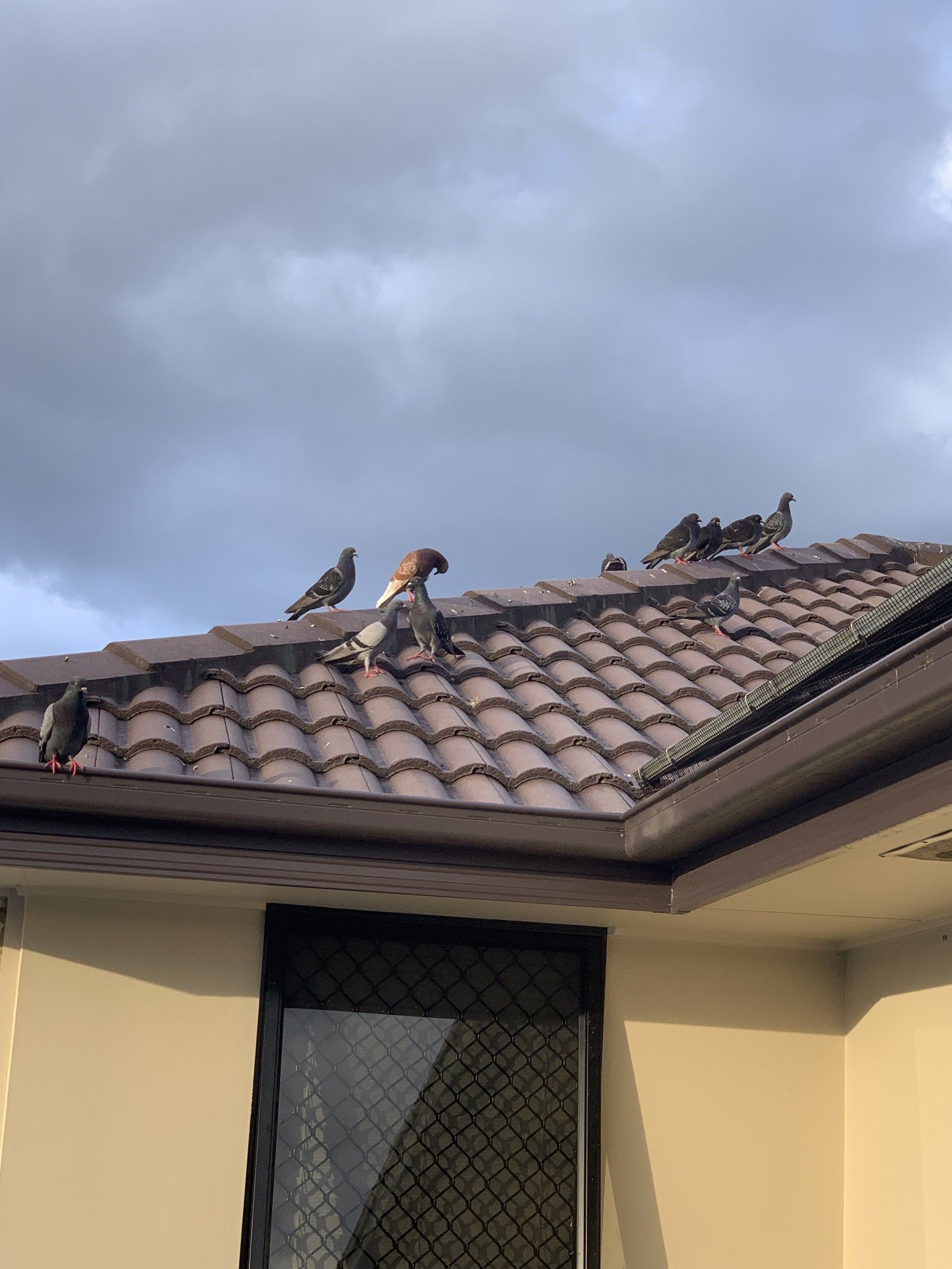 Several pigeons perched on a brown tiled roof against a cloudy sky.