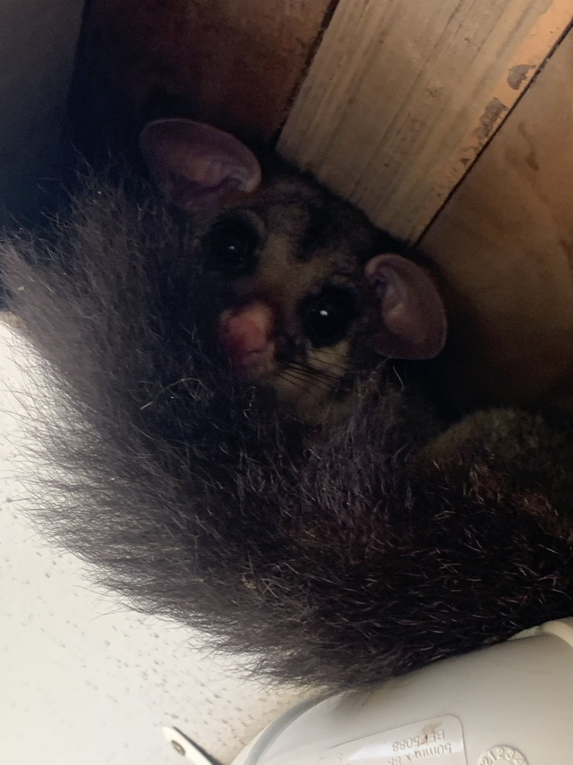Sugar glider curled up in a wooden structure, with black fur and large eyes.