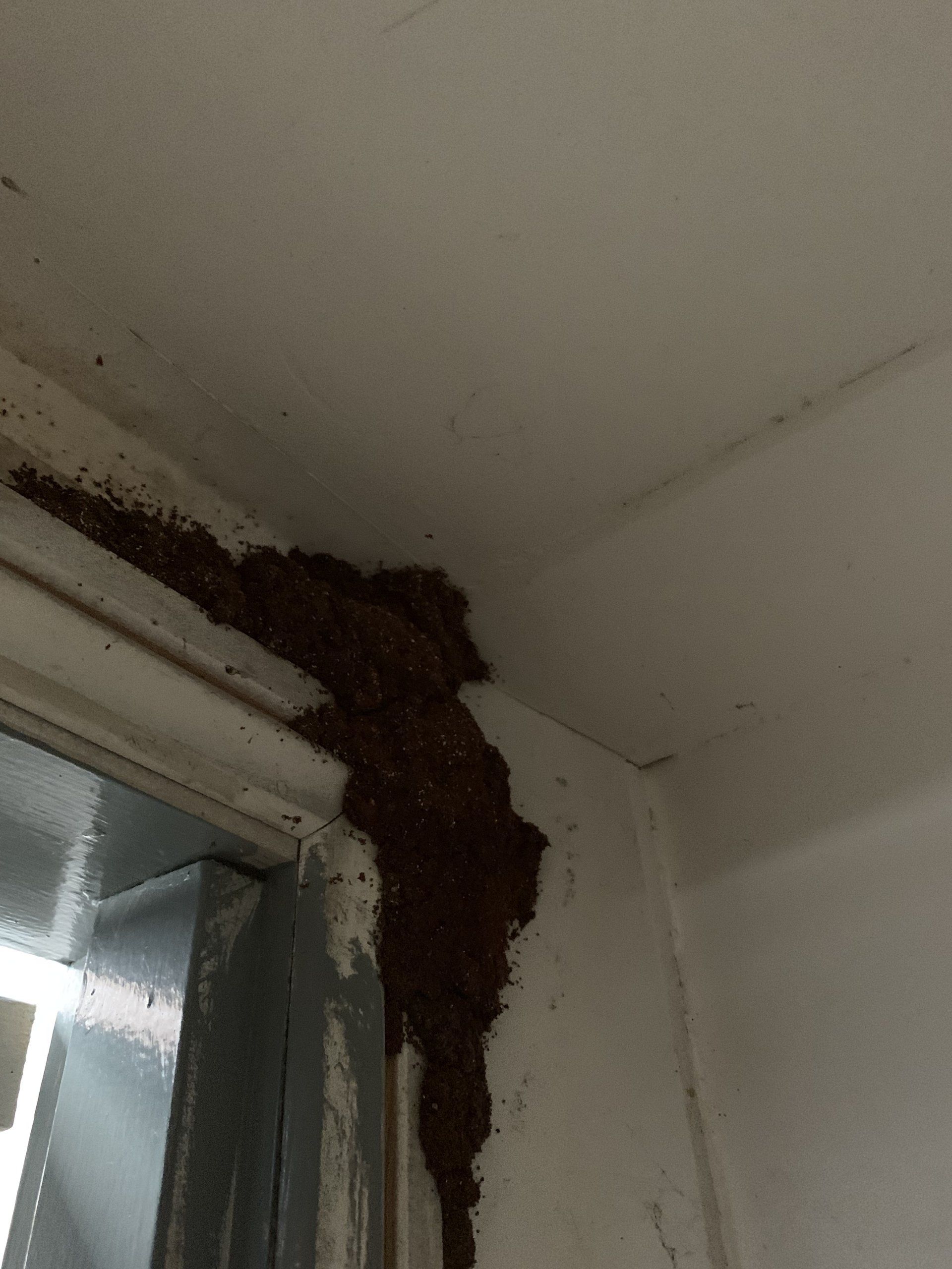 Brown termite mud tubes on a white door frame and wall.
