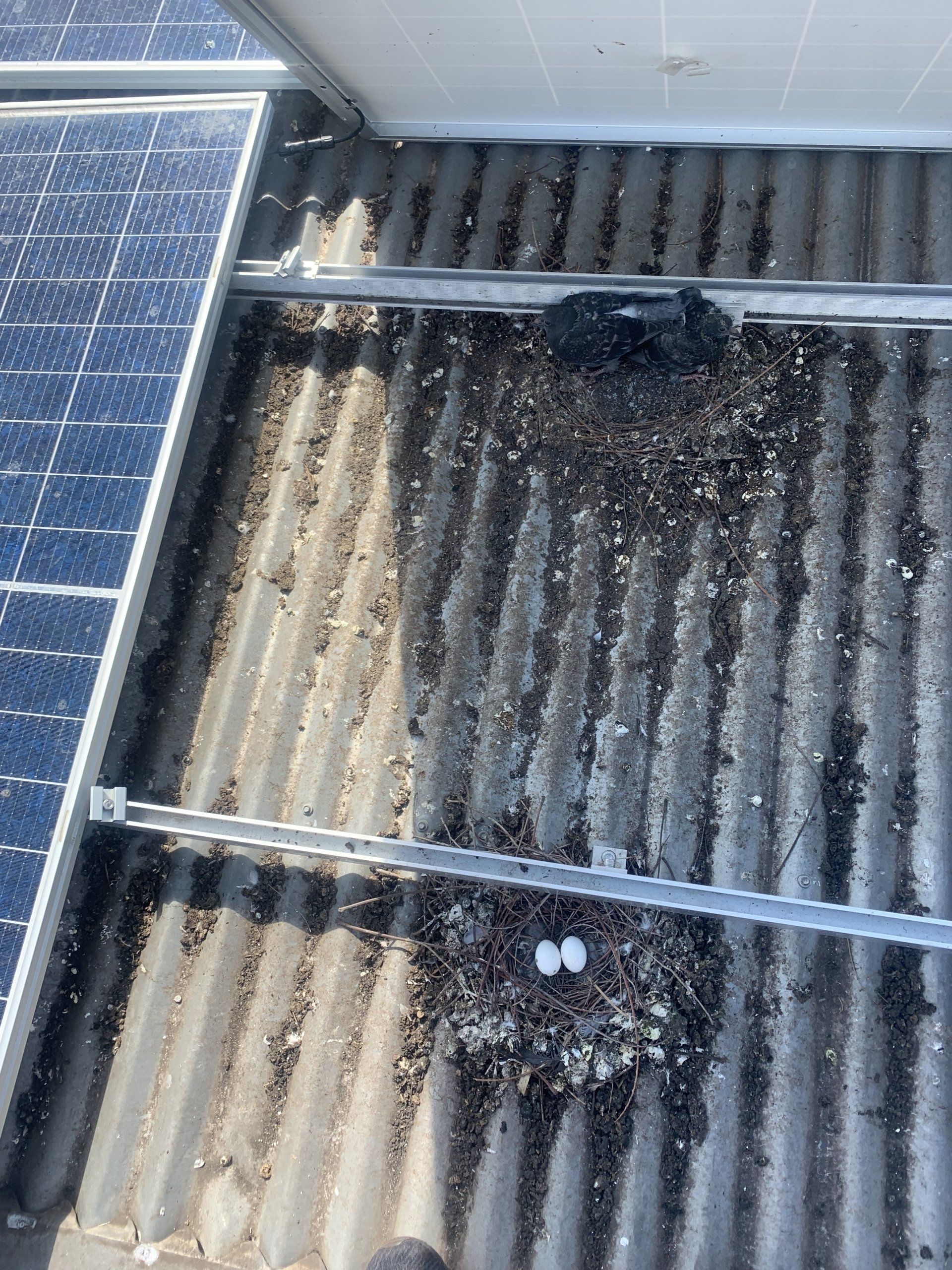 Bird's nest with two eggs on a corrugated metal roof near solar panels.