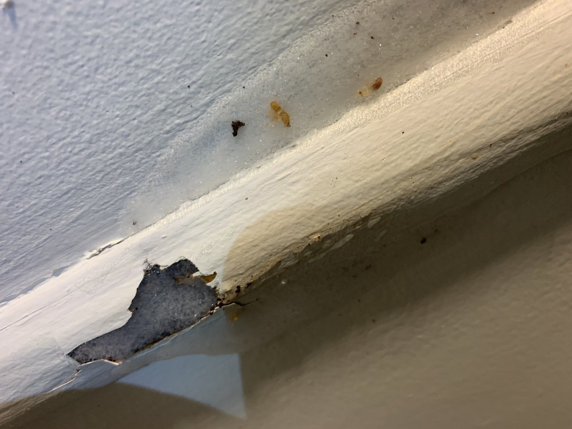 Close-up of peeling white paint on a wall trim, exposing gray material underneath.