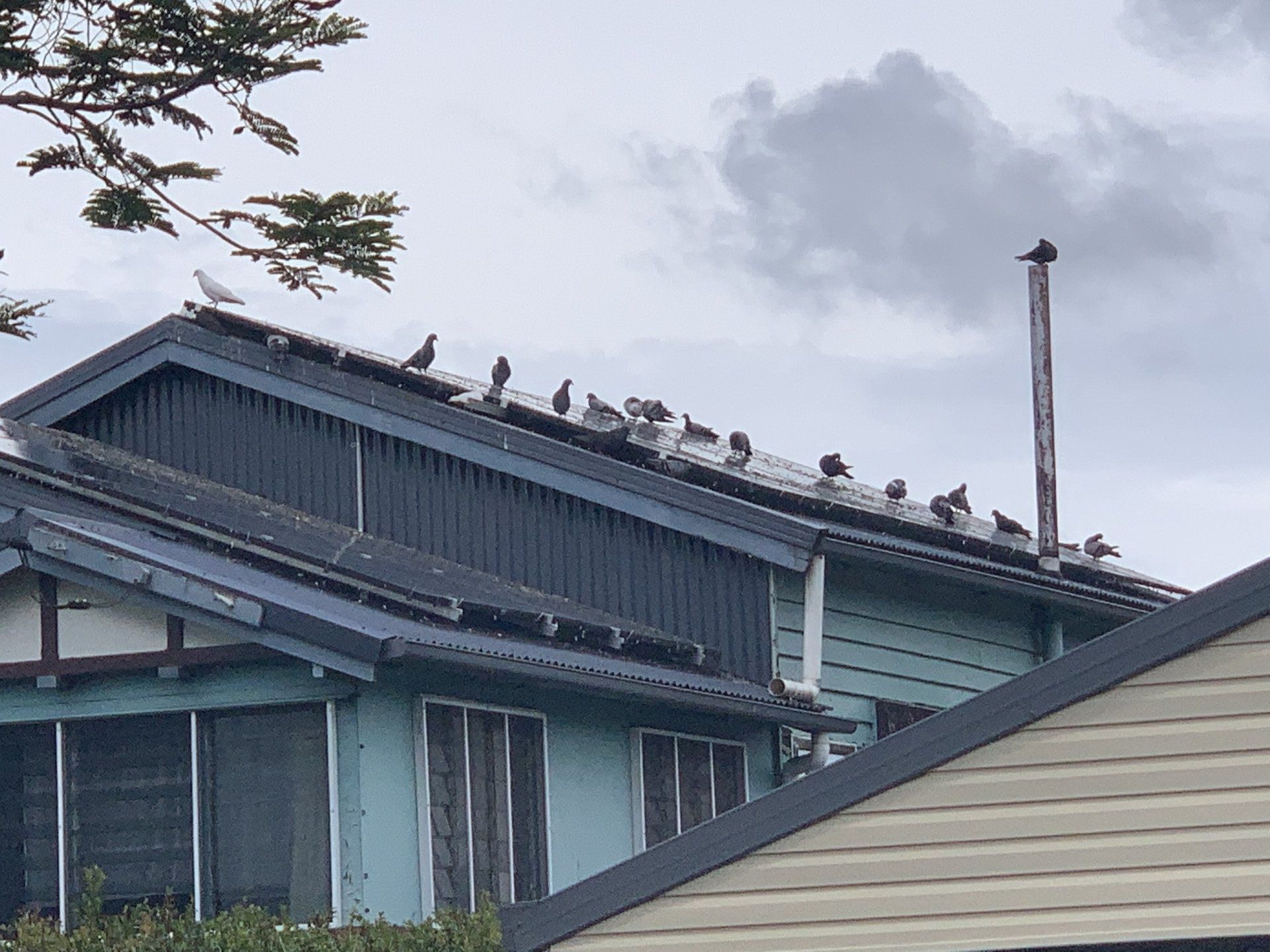 Pigeons perched on a dark blue roof under an overcast sky.