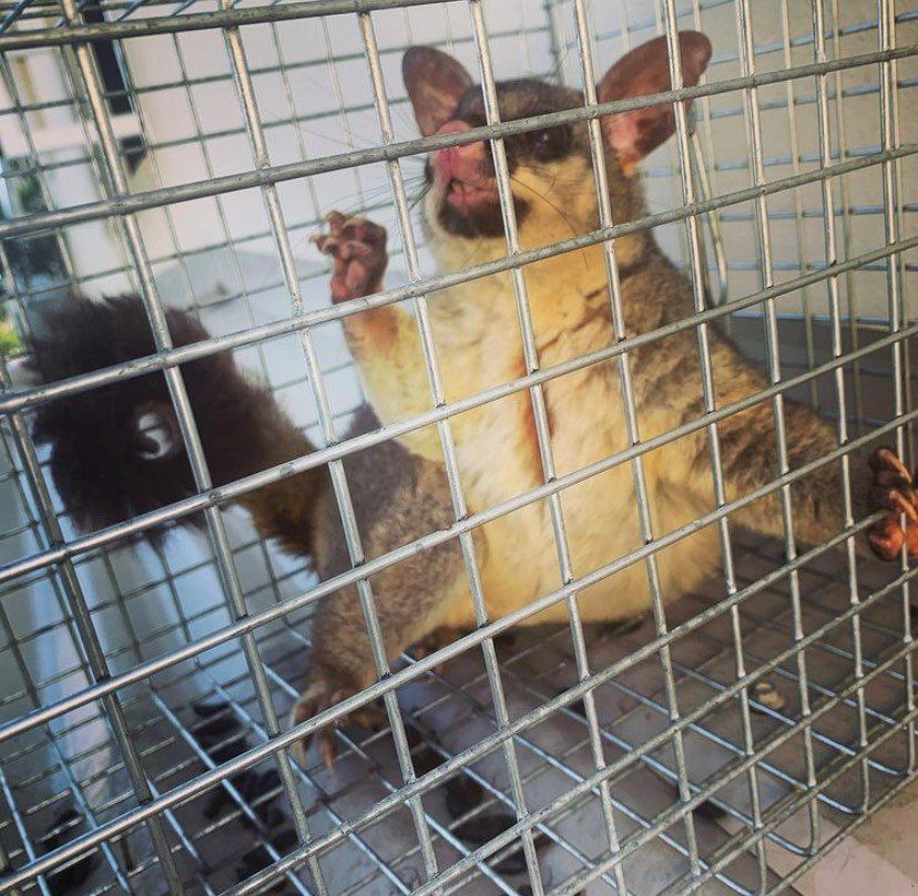 Possum in a cage, looking up with one paw raised. Fur is gray, beige, and white.
