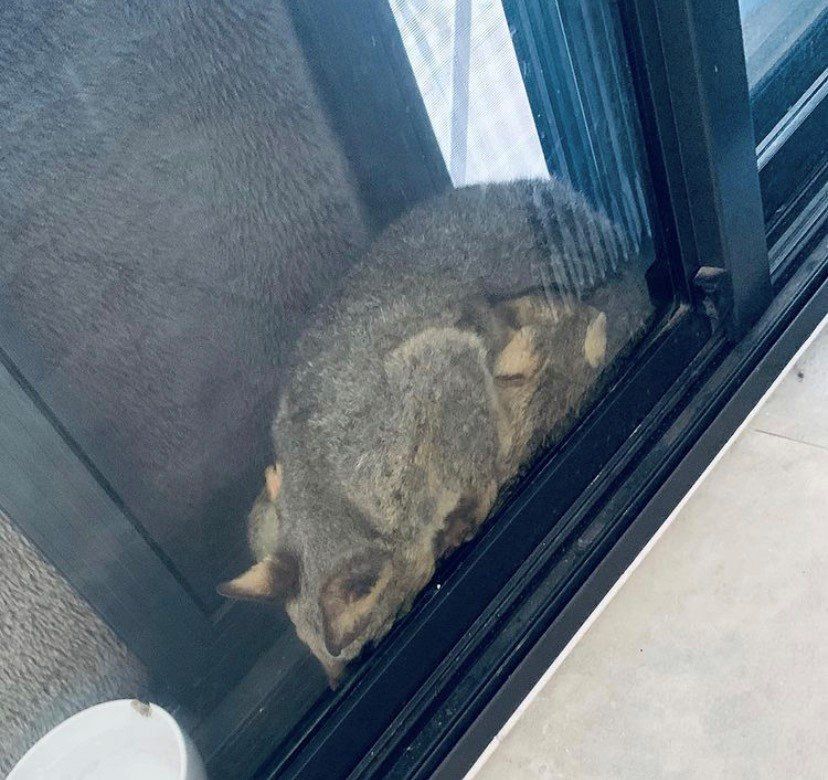 A possum curled up and sleeping near a sliding glass door.