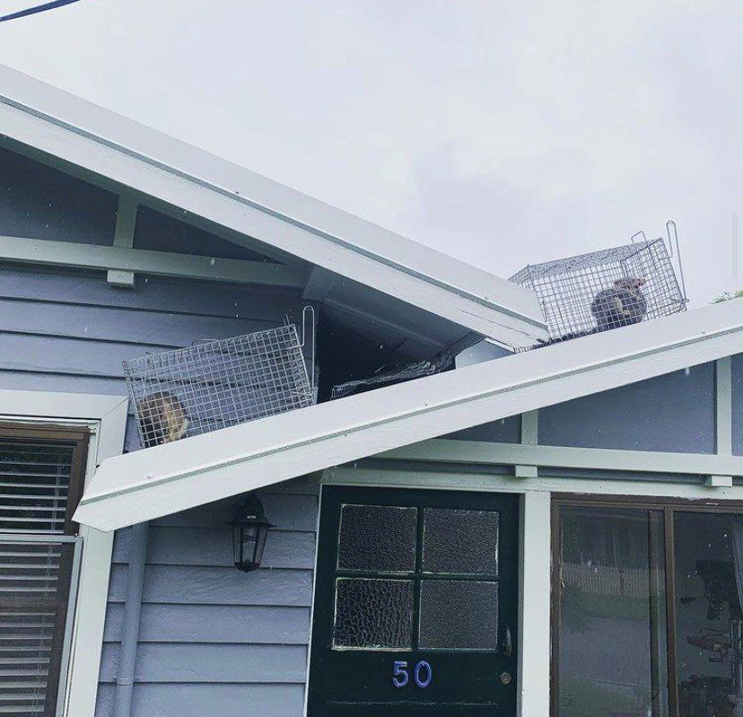 Two animal traps with animals on a house roof near a door with the number 50. Overcast sky.