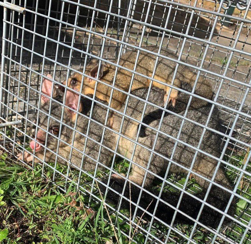 Two opossums trapped in a wire cage; one is on top of the other, both with open mouths. Green grass is visible.