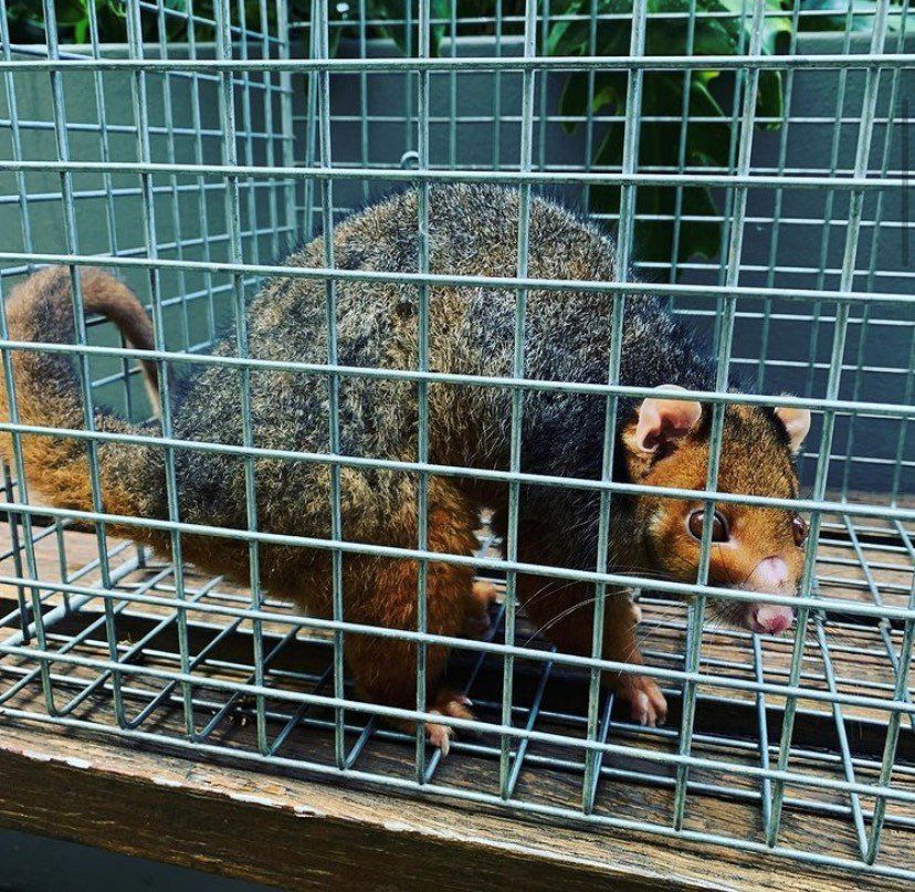 Possum trapped in a metal cage; fur is brown and gray. It faces the camera, appearing distressed.