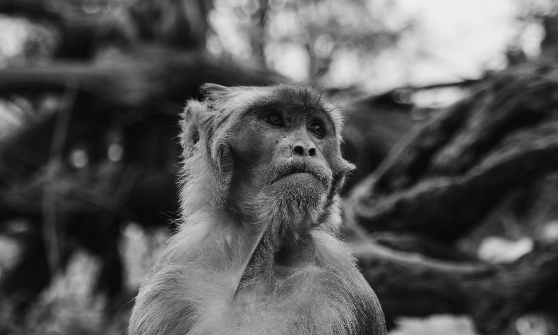 flying monkey narcistische dynamiek emotioneel en psychisch misbruik