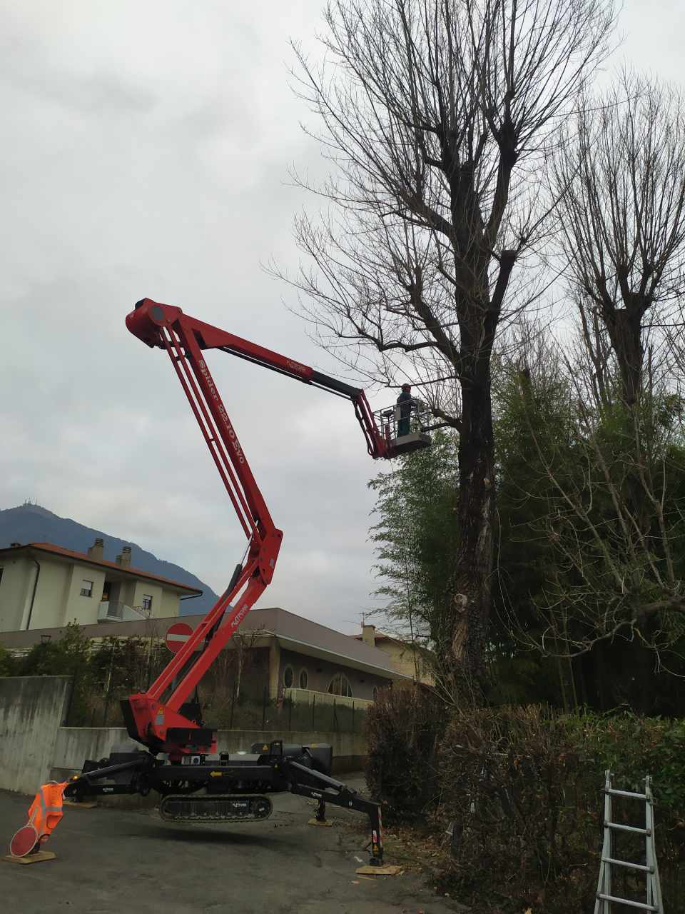 Tagli alberi alto fusto