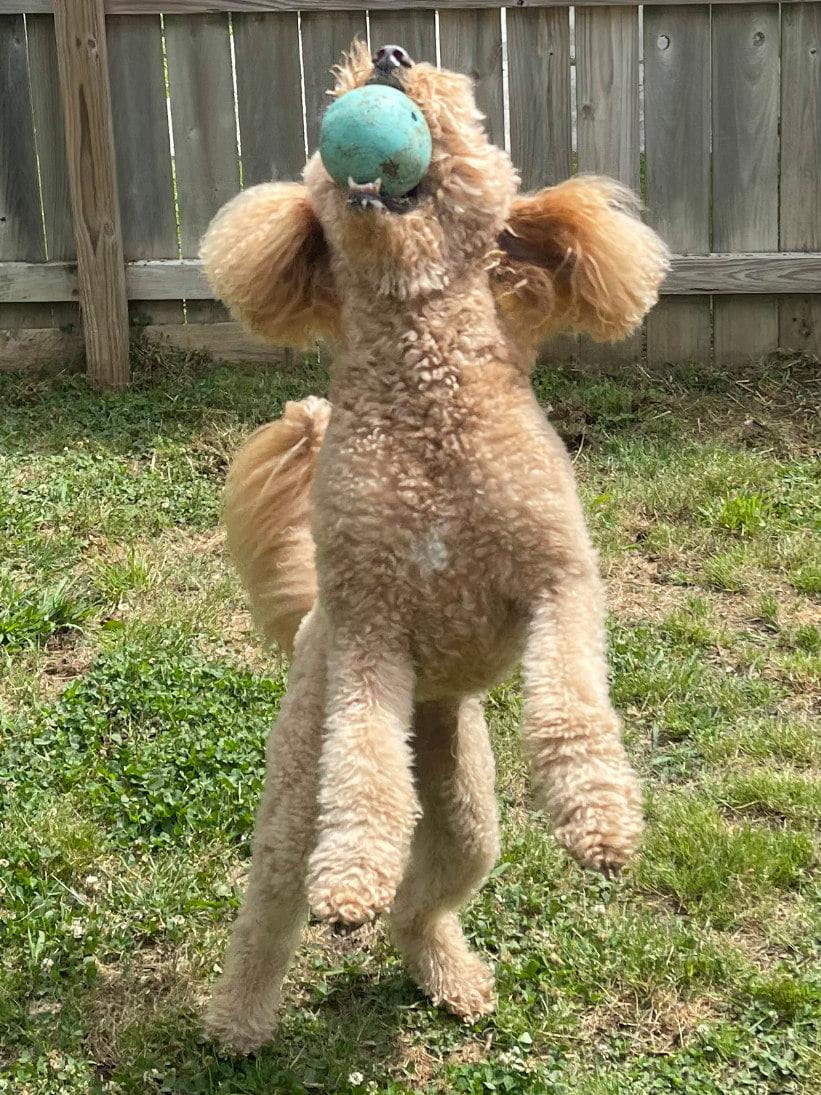 Luxury dog spa Chattanooga TN - Pamper your pup with luxury spa treatments at PetQuest Spa and Hotel in Chattanooga, TN.