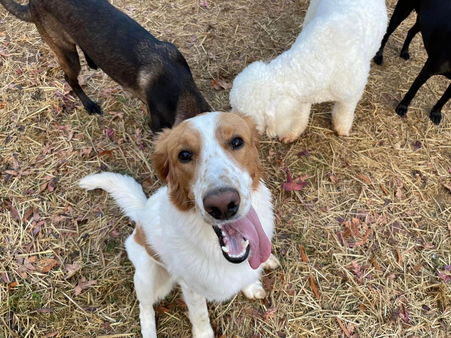 Chattanooga pet boarding – Secure and clean facilities for pets
