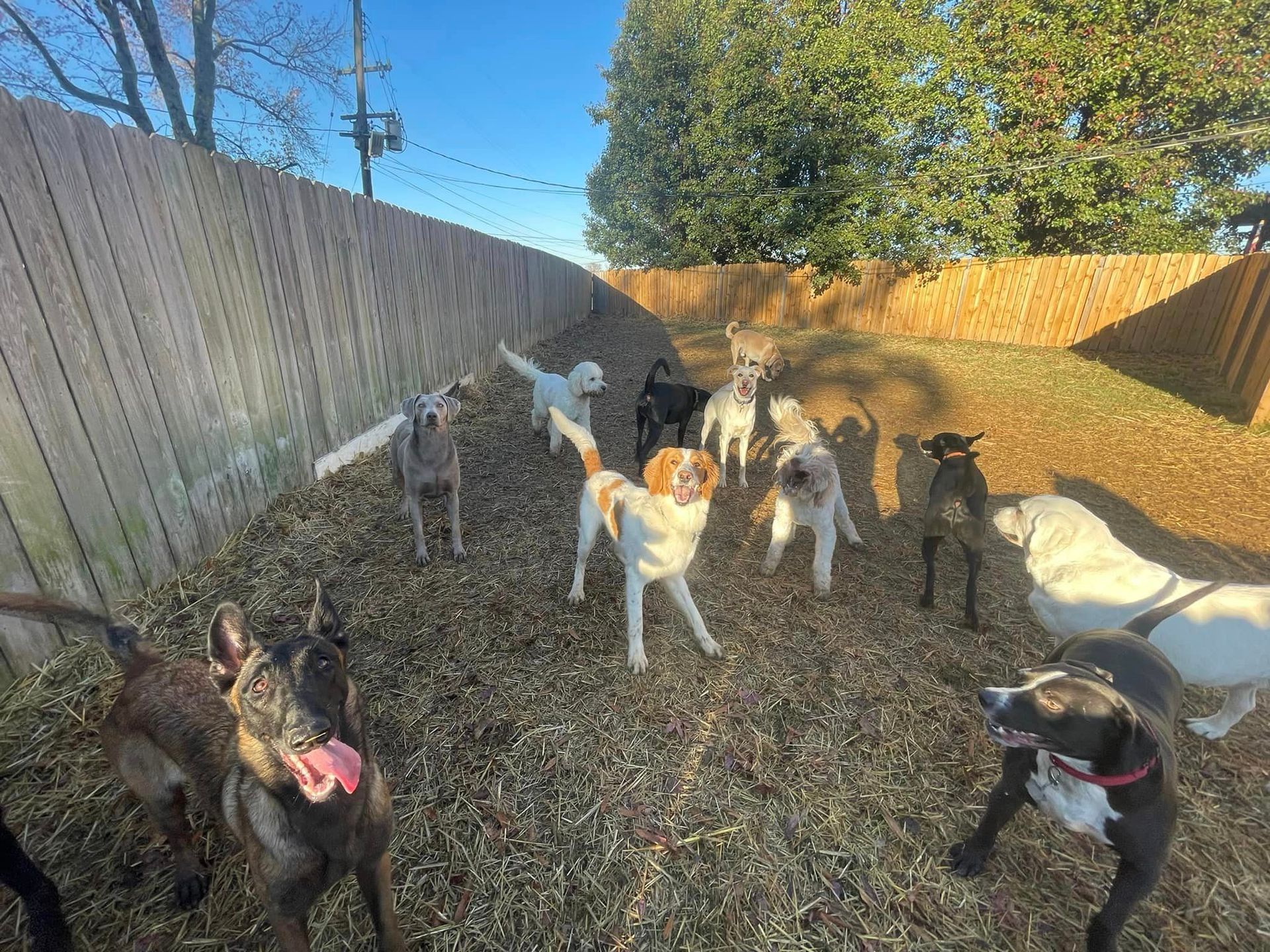 Top-rated dog training in Chattanooga TN – Puppy learning new tricks
