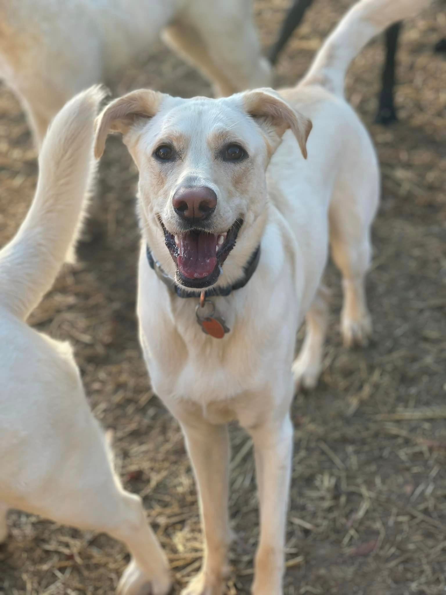 Best pet grooming Chattanooga TN – Freshly groomed happy dog
