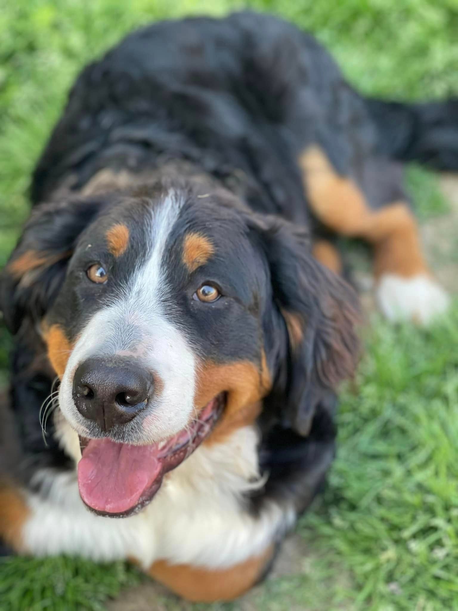 Full-Service Pet Grooming in Chattanooga TN