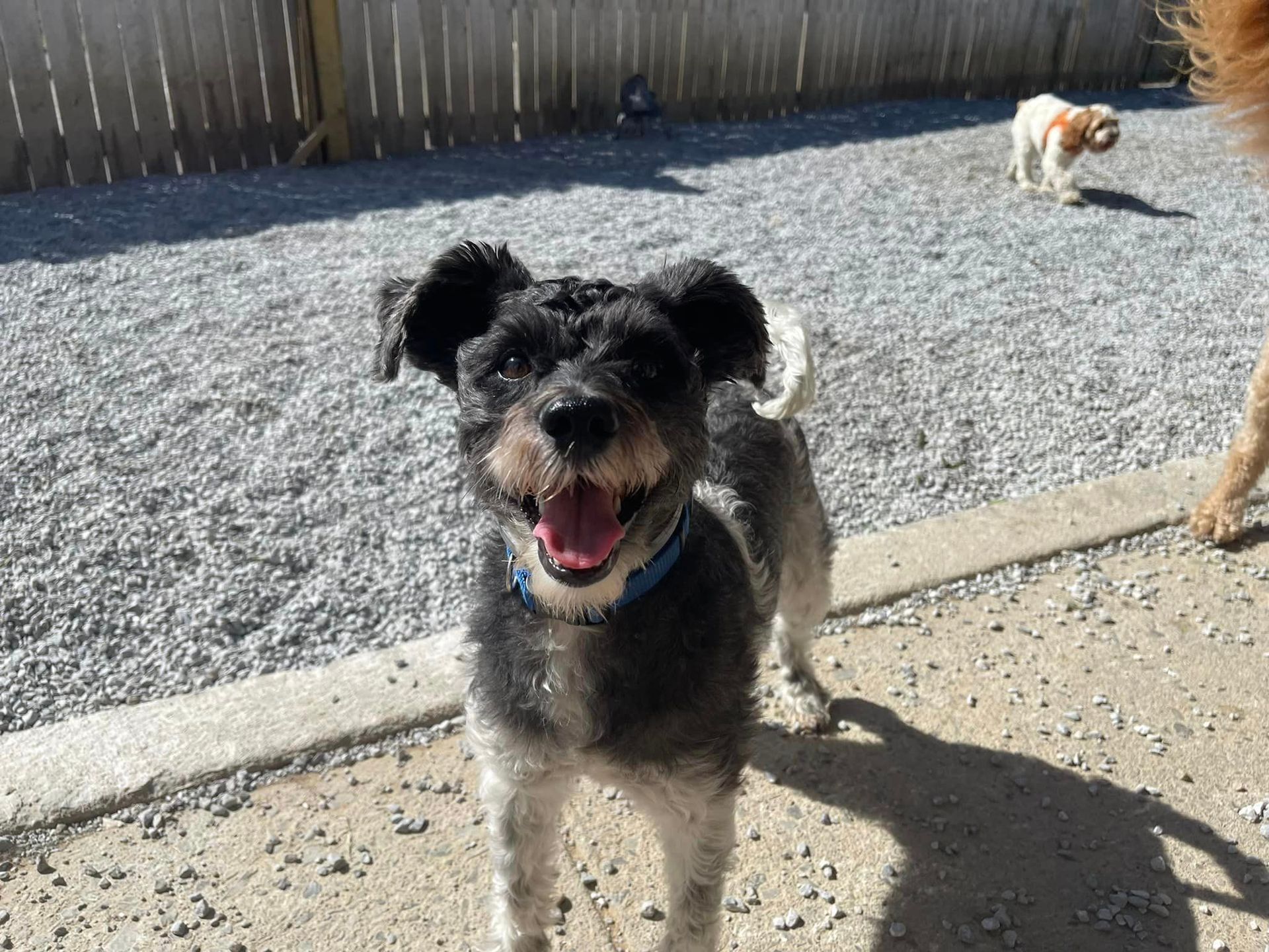 Organic pet food in Chattanooga TN – Healthy meal for pets
