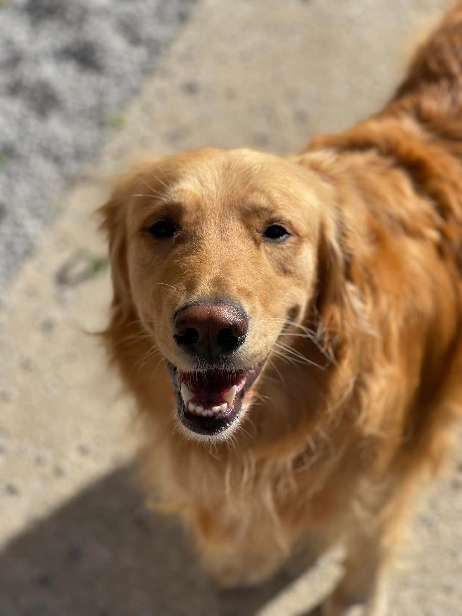 Dog and cat boarding Chattanooga TN – Pets enjoying their stay
