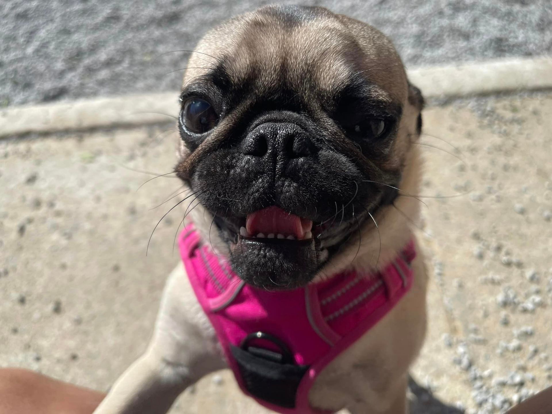 Luxury dog spa in Chattanooga TN – Deluxe dog bath and massage
