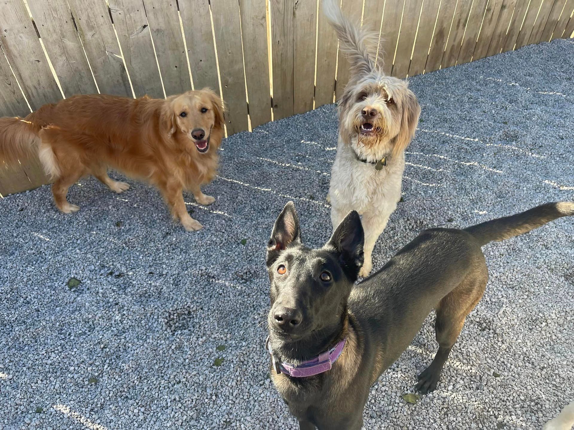 Best pet grooming in Chattanooga TN – Skilled groomers at work
