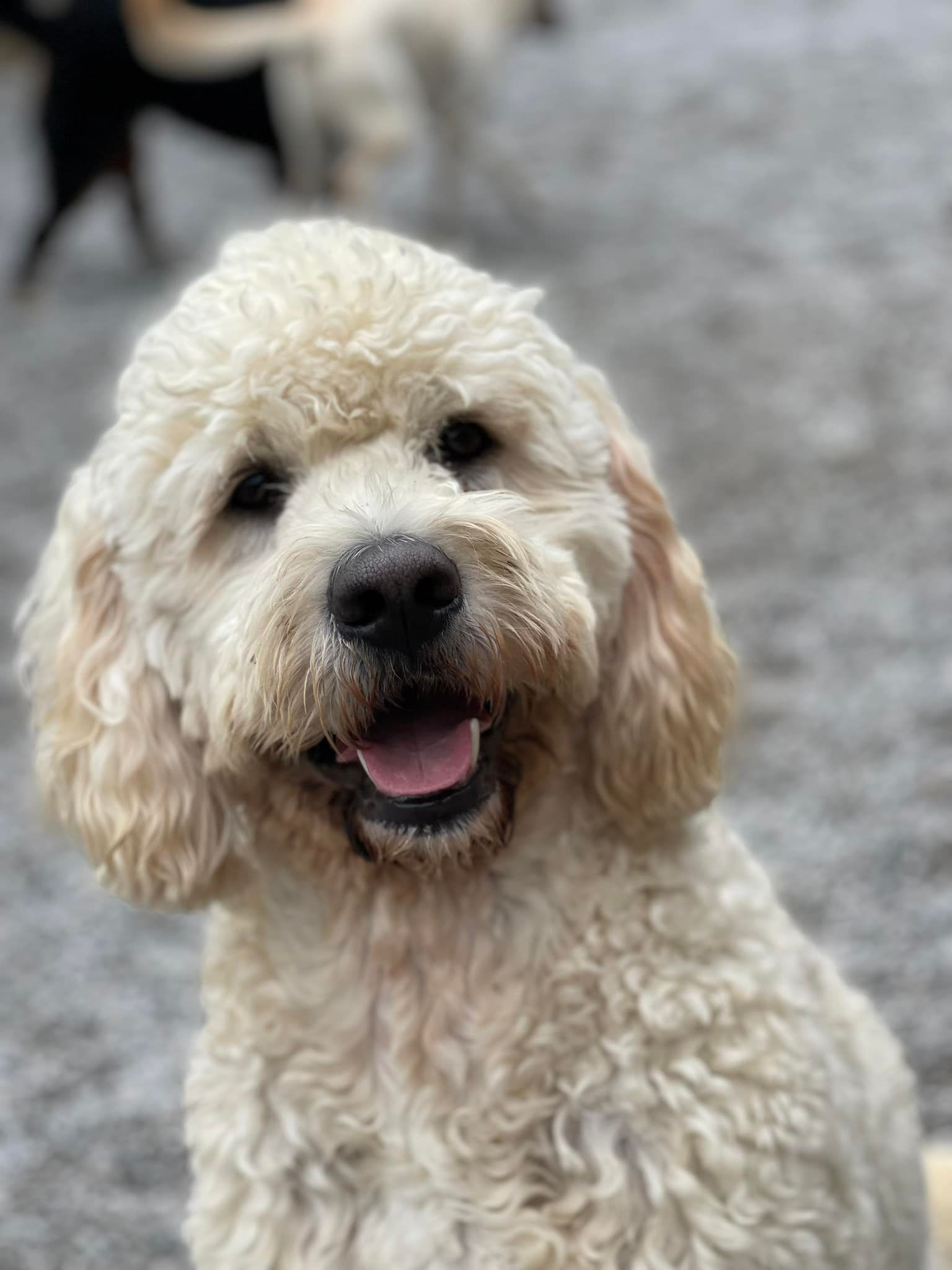 Luxury Pet Grooming Services Near Chattanooga TN