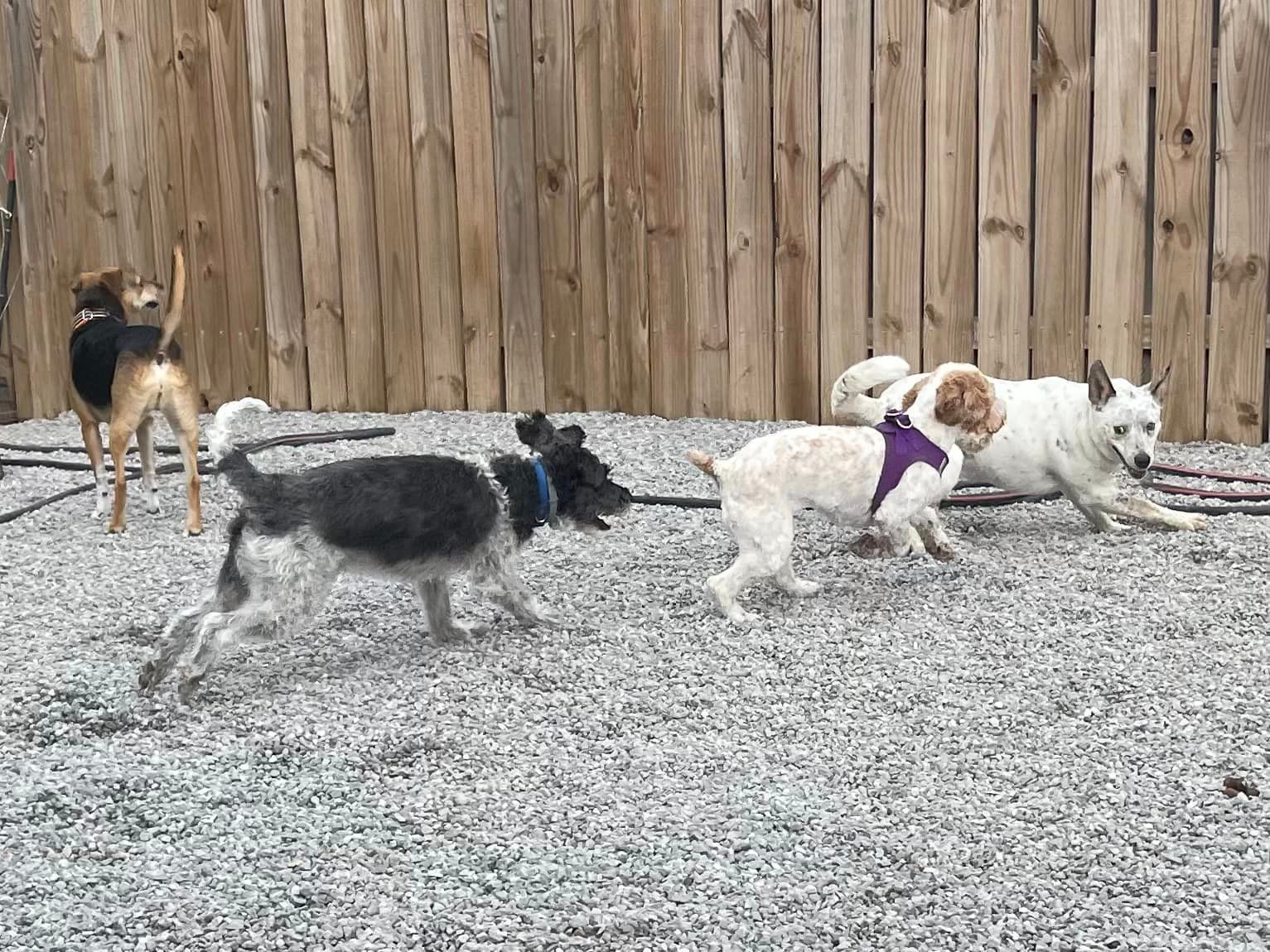 Dog training in Chattanooga TN – Obedience training in action
